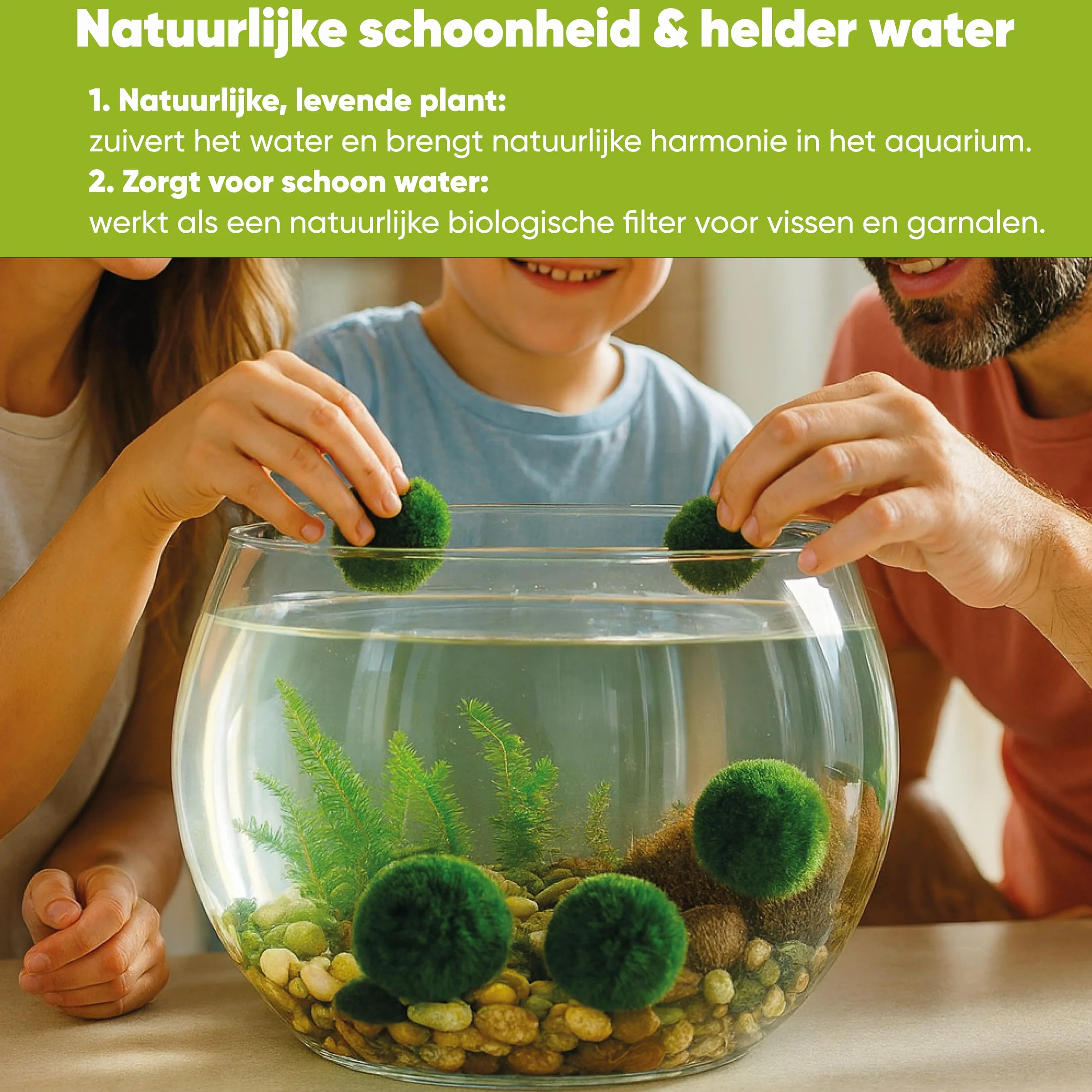 Marimo Moss Balls Lot de 3 – Plante Aquarium Vivante Naturelle – Filtre Biologique – Idéal Nano Aquarium
