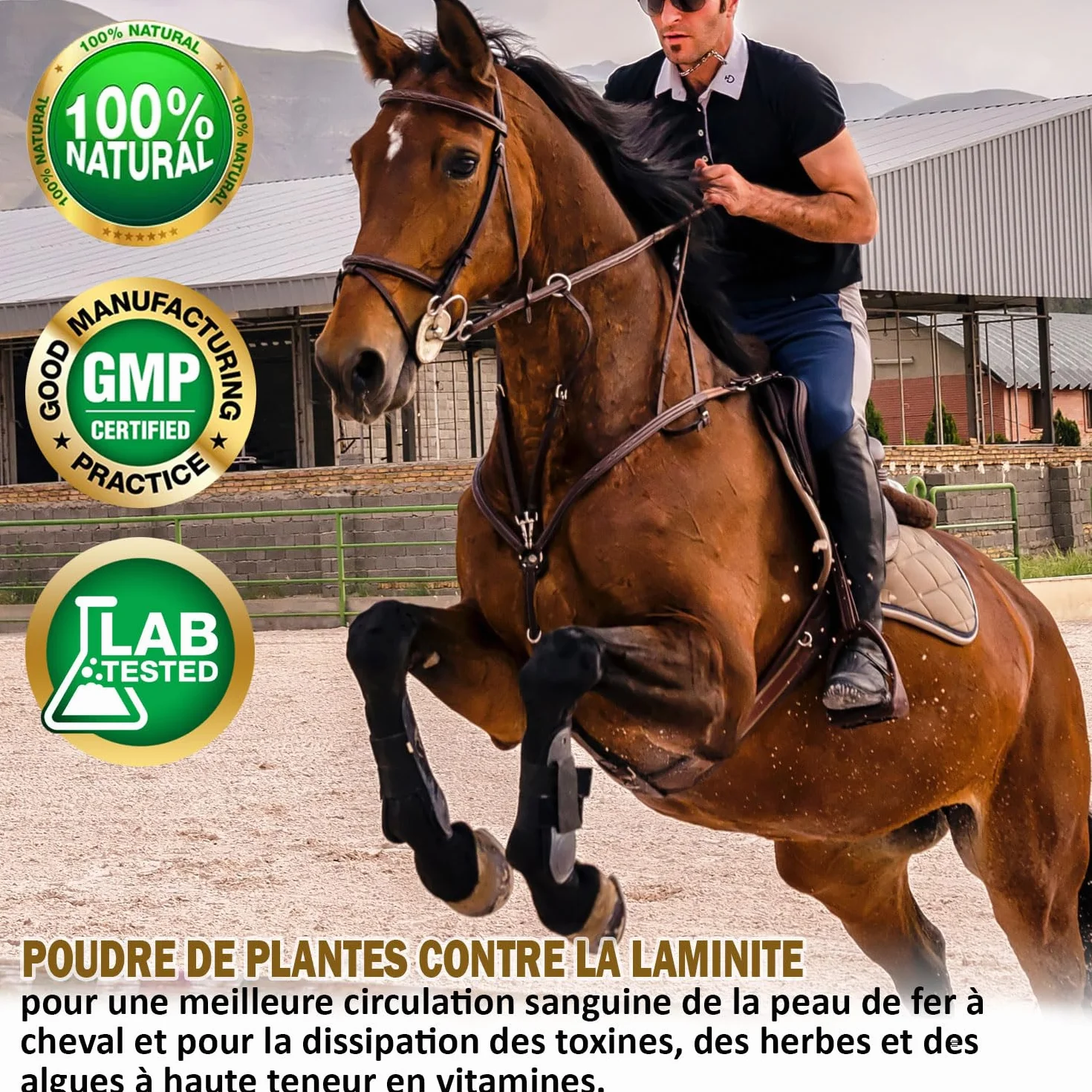 V-POINT REHE Plus poudre pour crises de fourbure aiguës prévention irrigation sanguine sabot cynorrhodon chardon-marie spiruline 450 g
