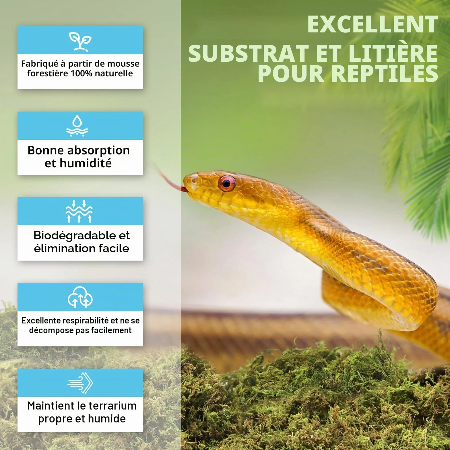 Mousse de sphaigne naturelle pour Reptiles - Substrat vivant pour Terrarium, éclosion, Serpents, Gecko (200g)