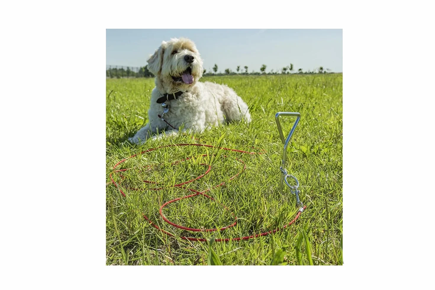 Piquet d'amarrage au sol en spirale avec laisse pour chien de 4 m