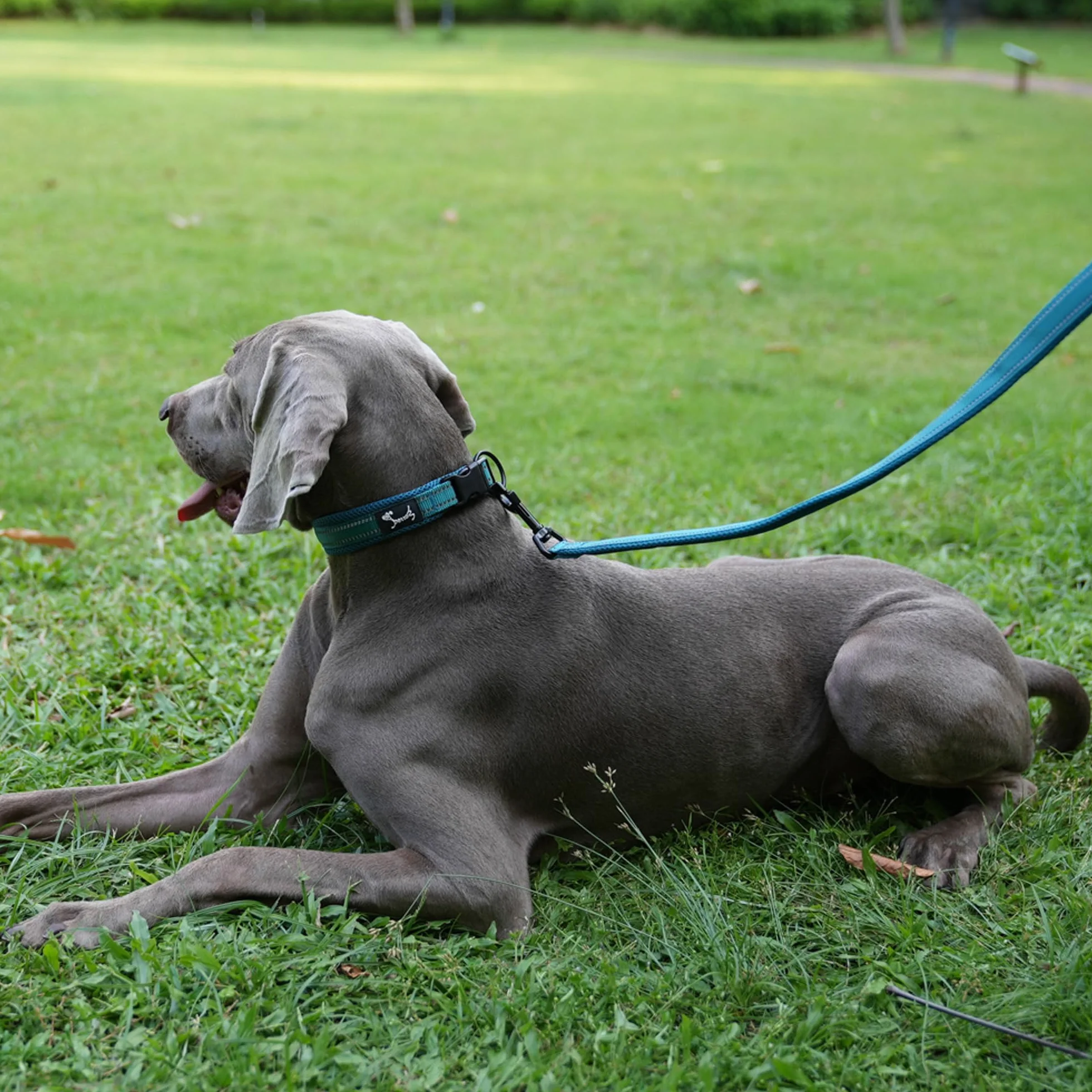 PETTOM Laisse pour Chien Dressage Grand Moyen Petit Poignée Rembourrée Réfléchissant Bleu 2m