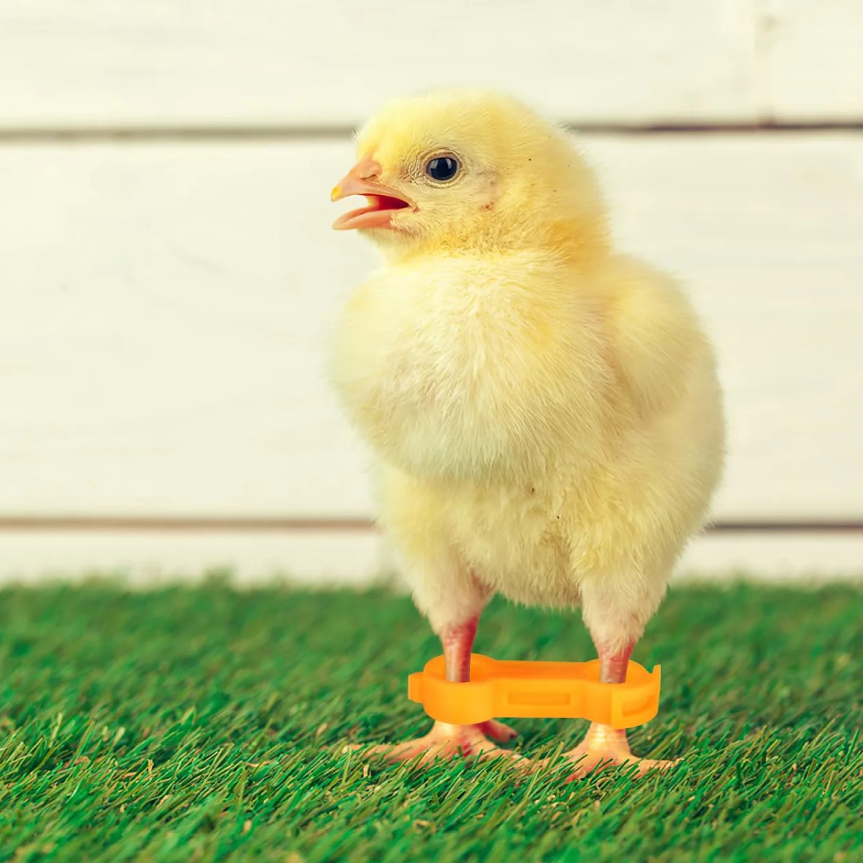 Angoily Lot de 12 Correcteurs De Jambe pour Poussins Stabilisateur Orthopédique pour Pattes Évasées