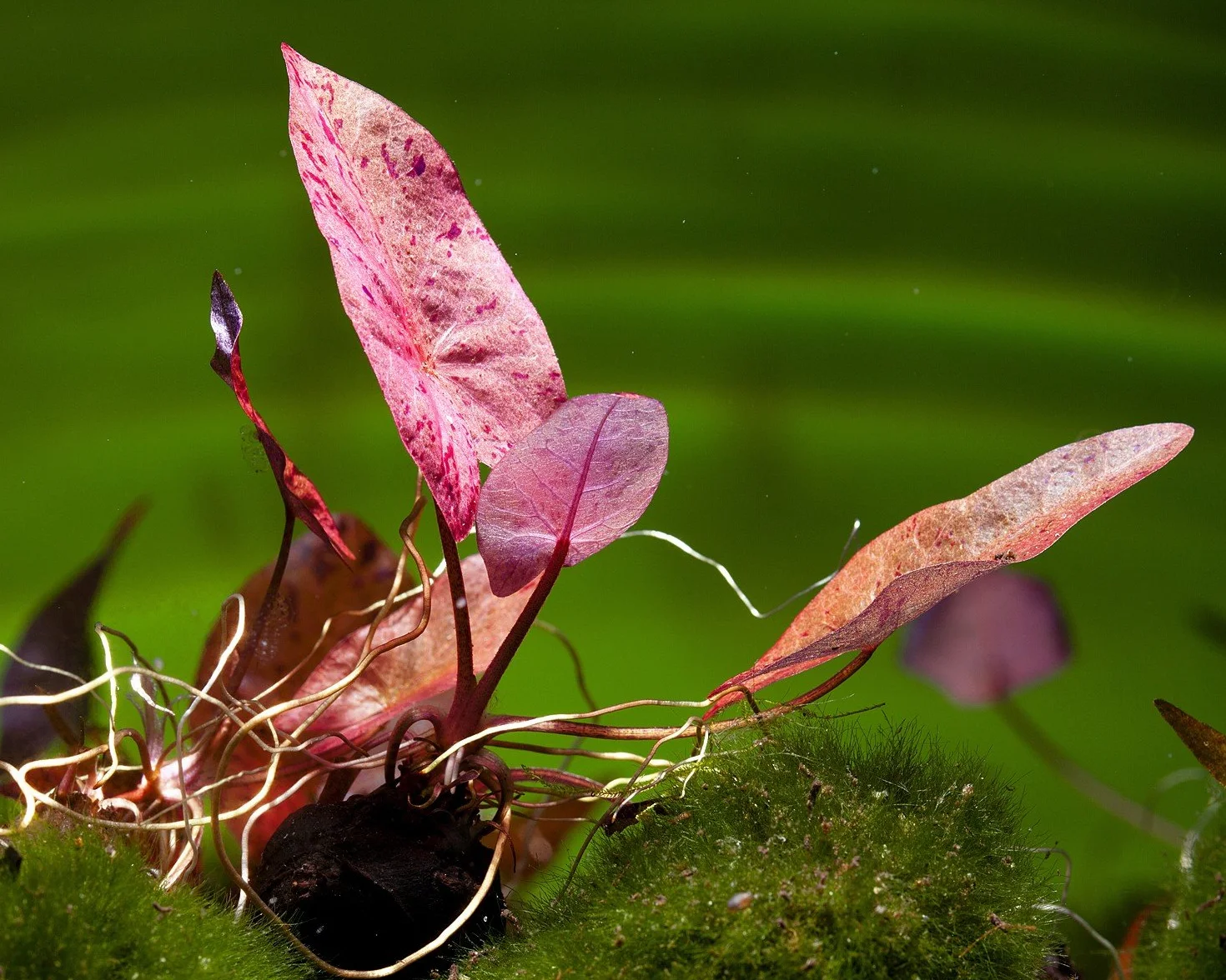 Plante en laine rouge pour aquarium Tigerlotus