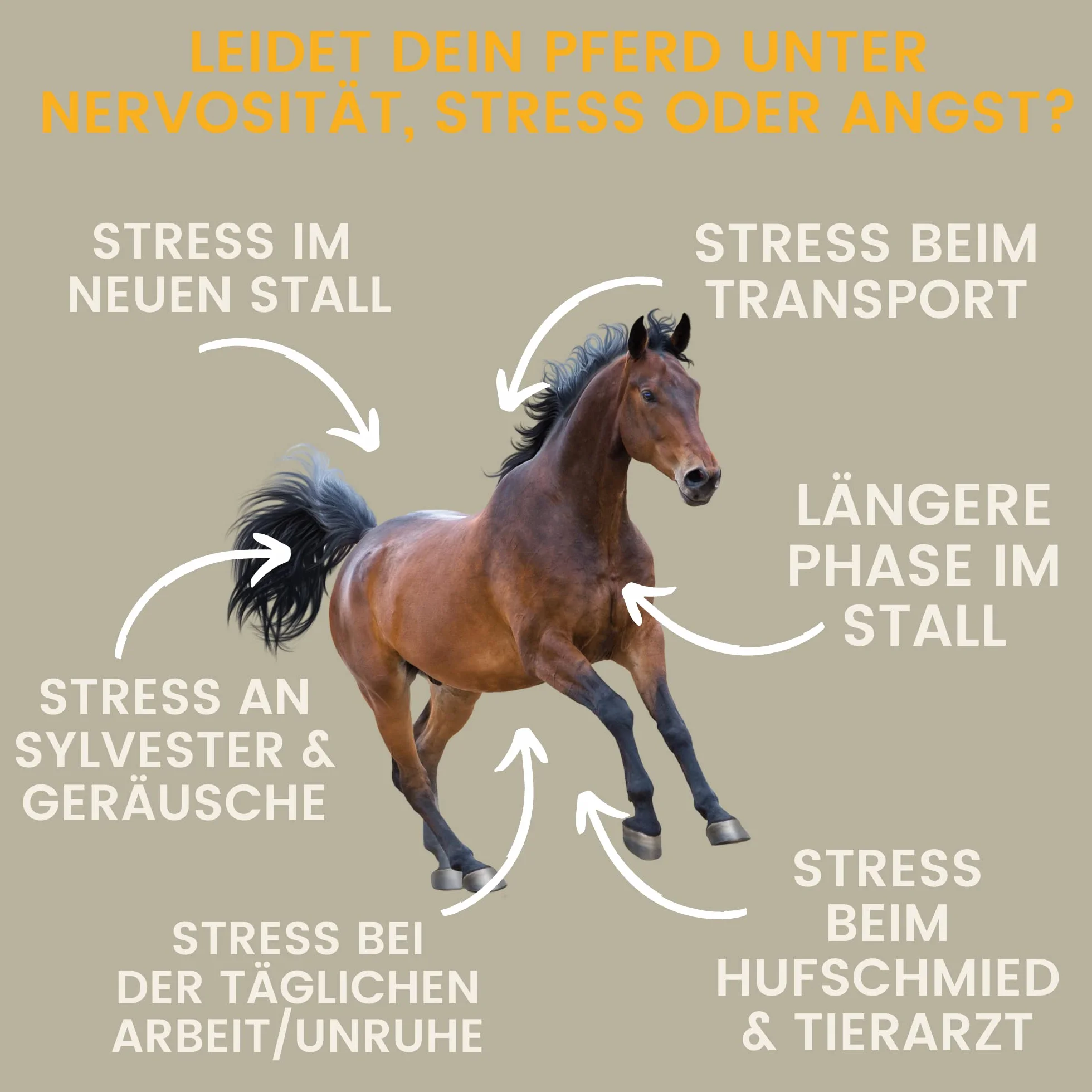 Magnésium Cheval Vitamine B12 I Calm I Anti-Stress pour Calmer Les nerfs L tryptophane Liquide I VIT B 12 pour l'anxiété Relax I pour Le Transport I soutient la sérénité Cheval nerveux Haute Dose 1L