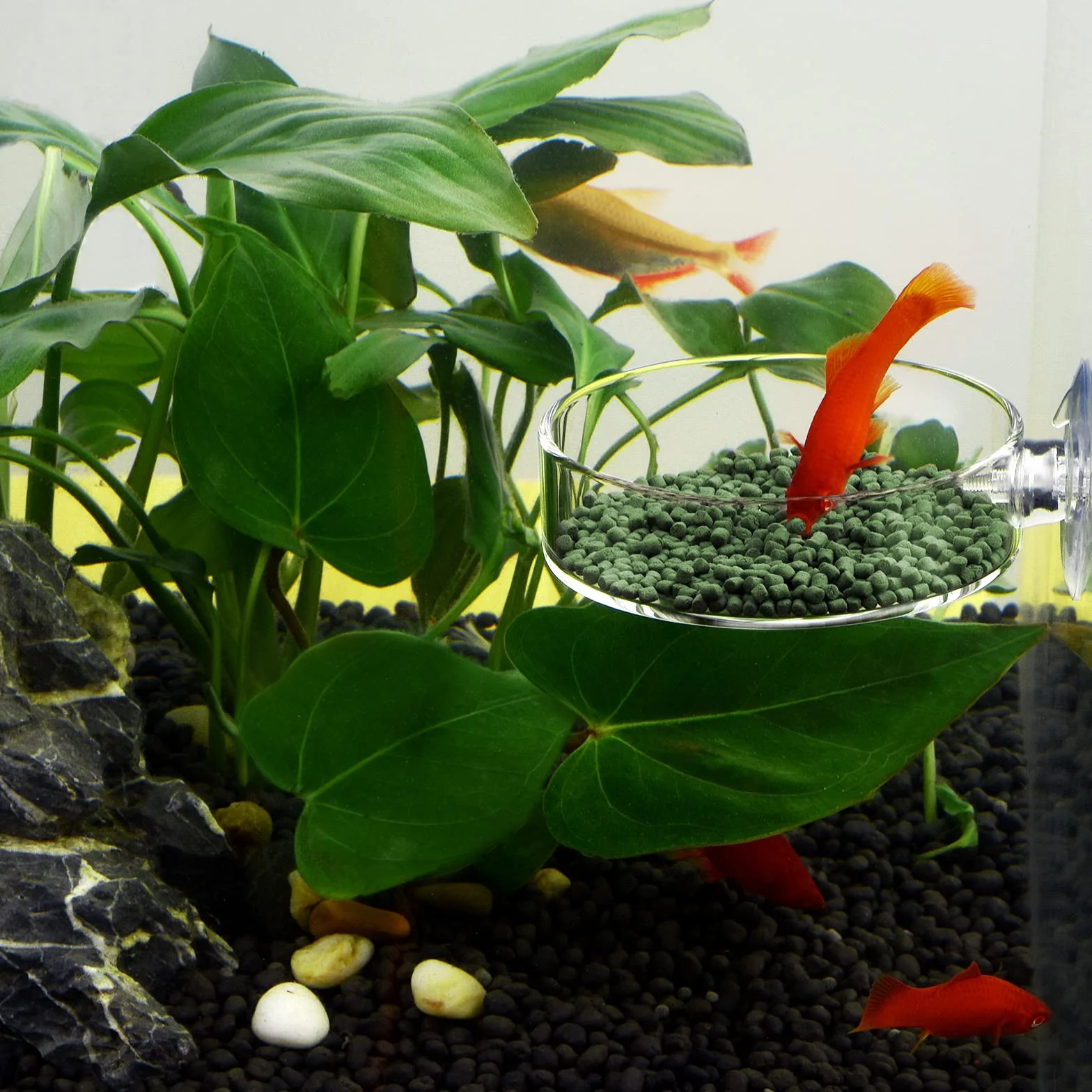 WEAVERBIRD Gamelle aquarium crevettes bol 60 mm