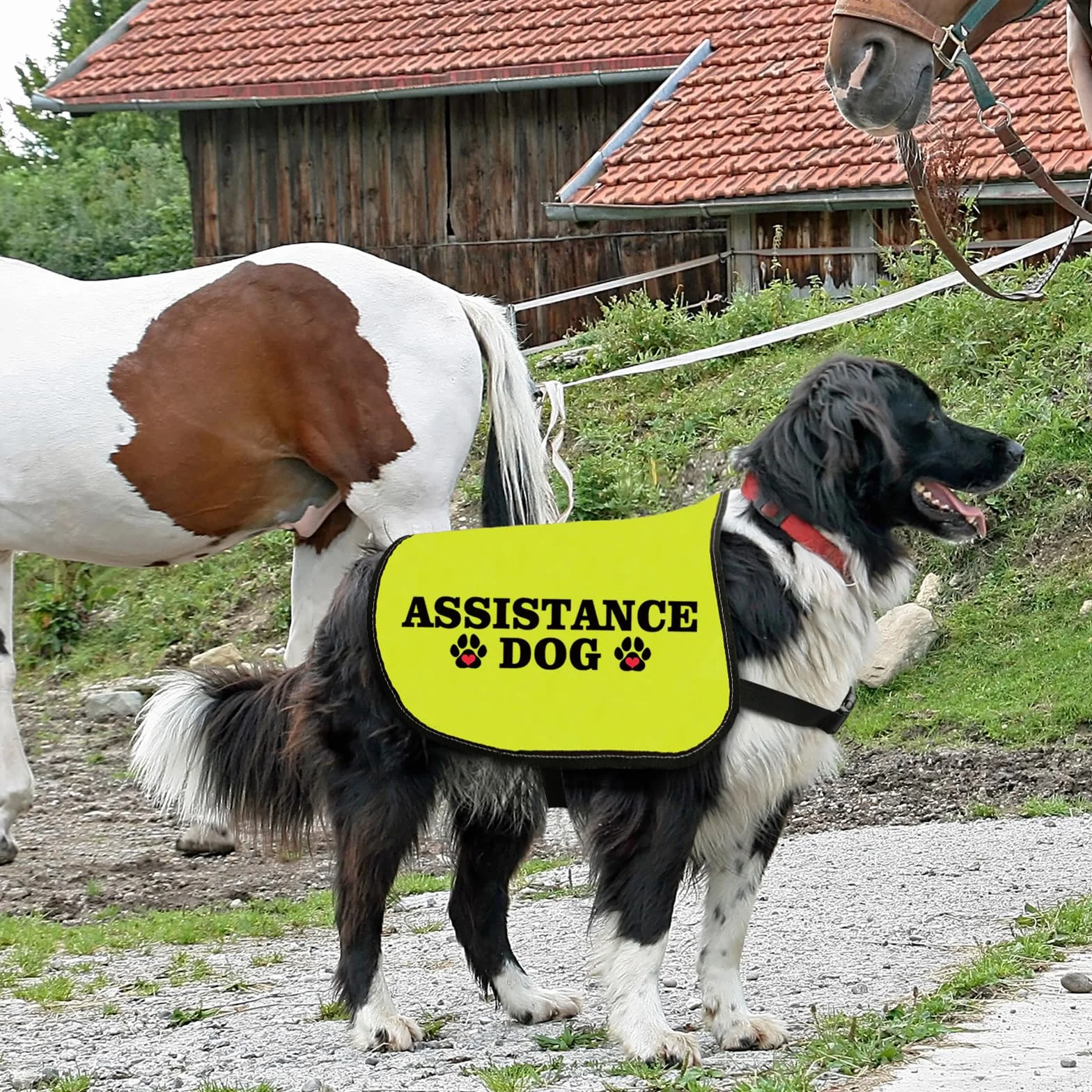 Veste chien d'assistance taille L avec slogan