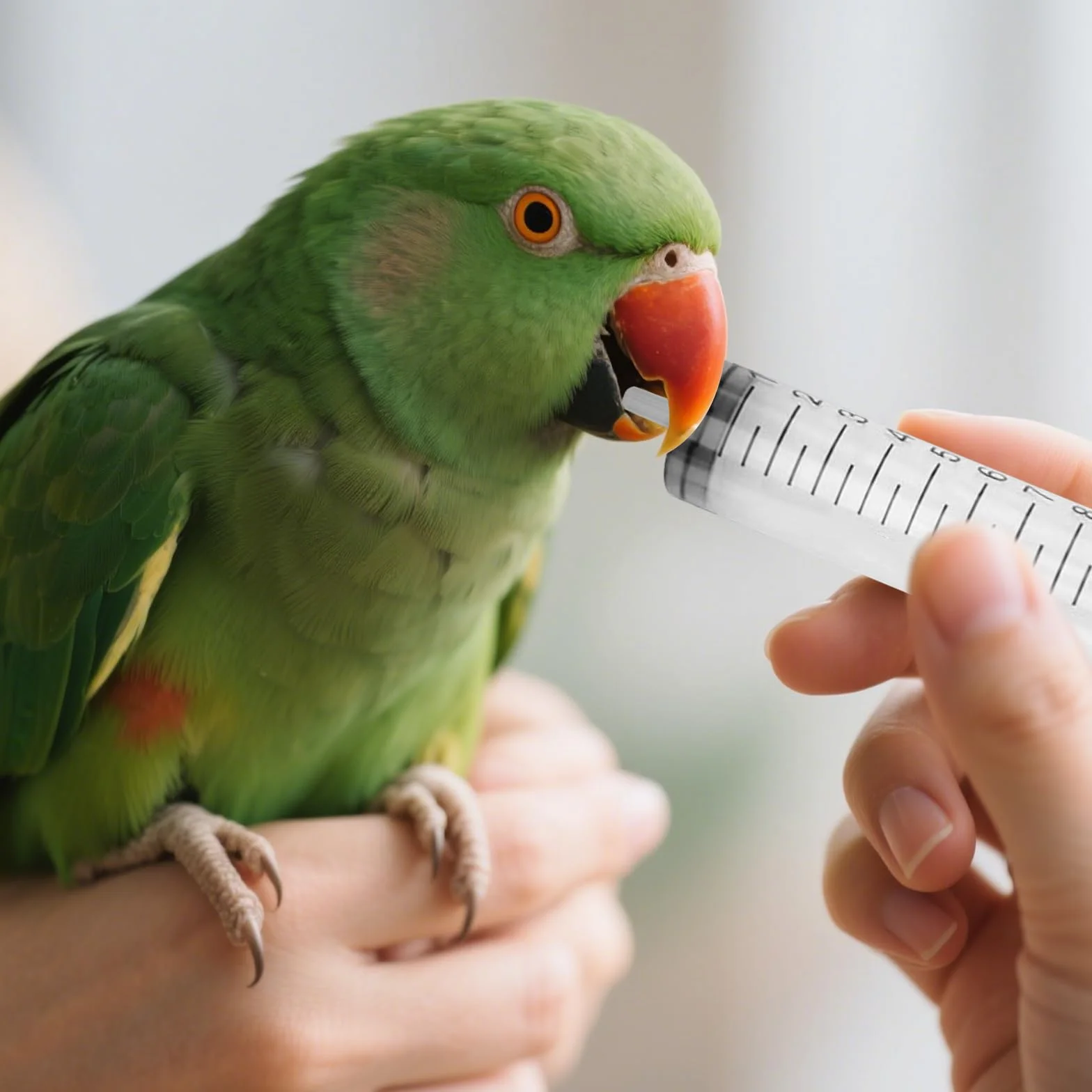 Lot de 11 tuyaux d'alimentation pour jeunes oiseaux avec seringue 10 ml outil à main pour pigeons perroquets bébés oiseaux