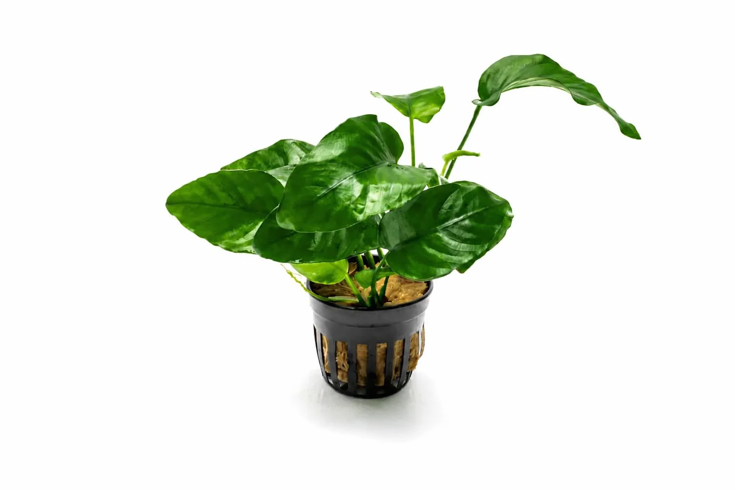 Anubias barteri – plante d’aquarium vivante pour eau douce, plante décorative pour aquarium
