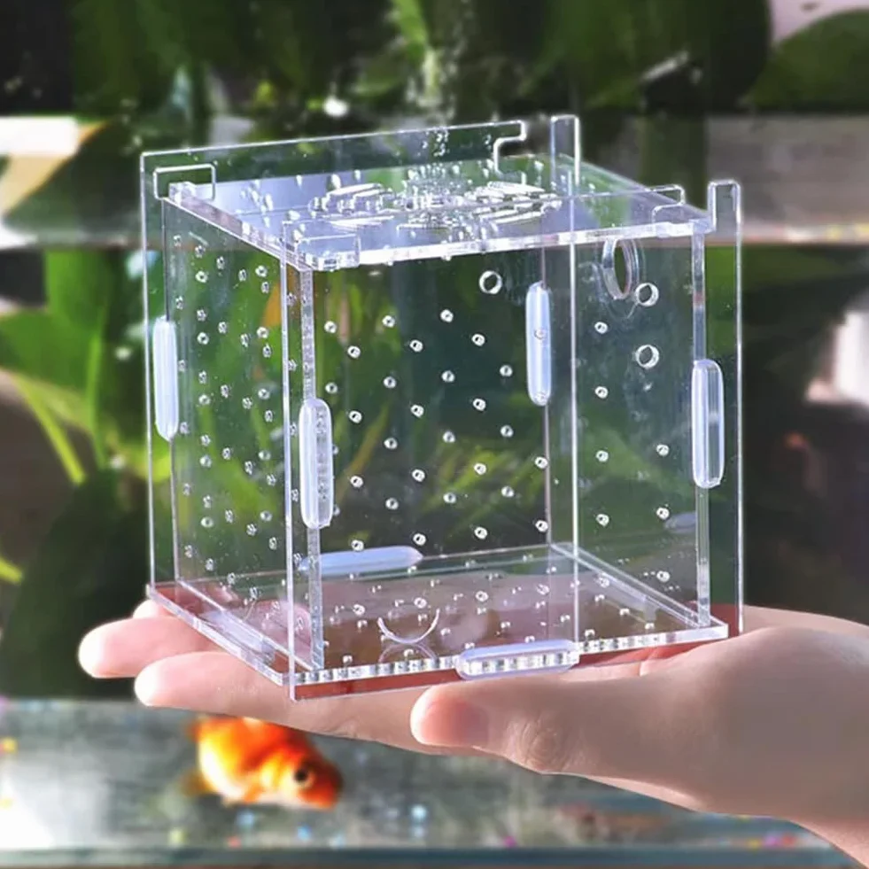 Boîte D'élevage de Poissons, Boîte D'isolation Flottante en Acrylique, Filet D'Élevage Aquarium, avec 1 Ventouses, Aquariums D'élevage pour Poissons Agressifs Blessés Et Petits Crevettes, 10*10*10CM