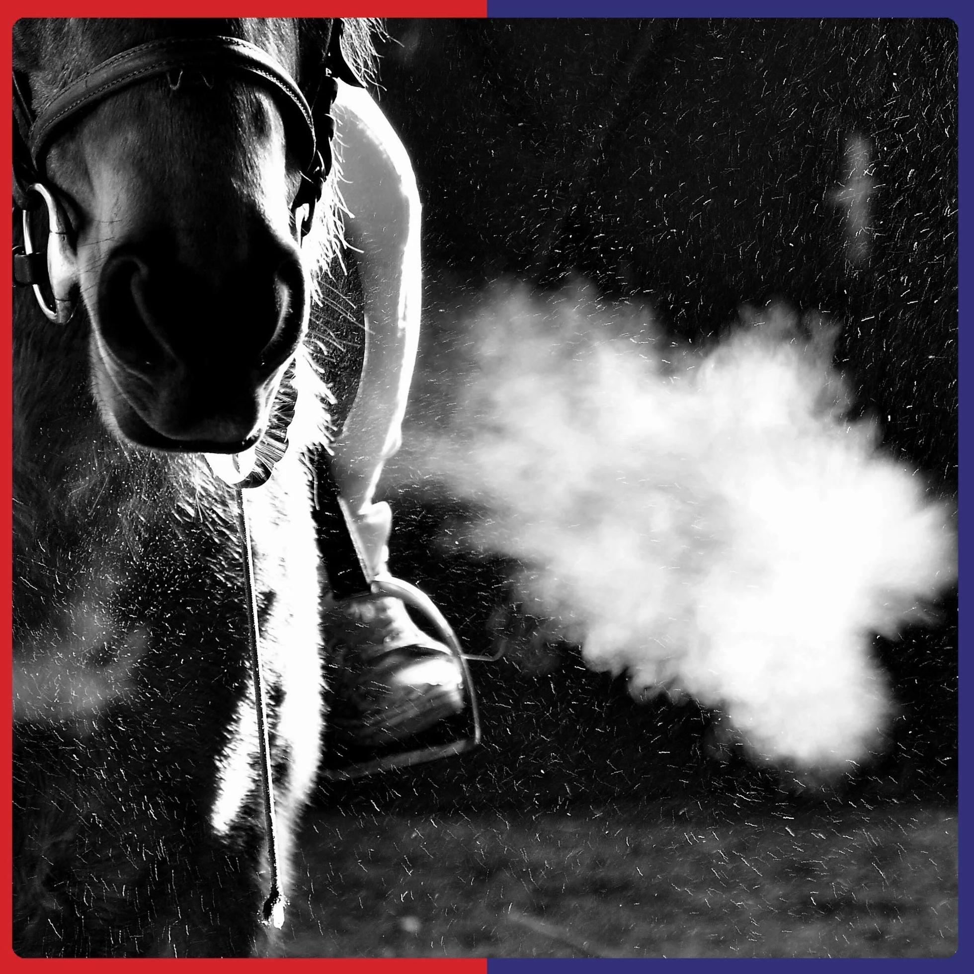 Equine America Airways Xtra Force | Premium prêt pour l'utilisation du supplément Cheval & Poney | pour l'assistance respiratoire | 500g.