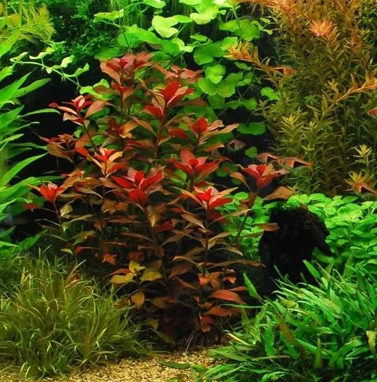 Ludwigia repens rubin SUPER Rouges plante aquarium