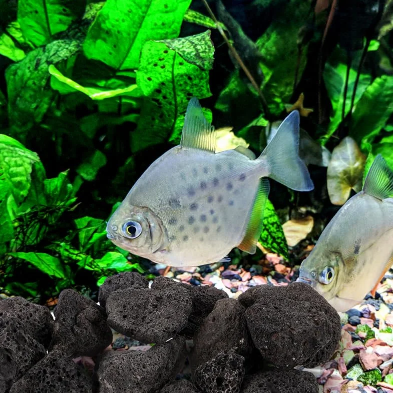 VOSAREA Pierre De Lave Noire pour Aquarium, Pierres Volcaniques Naturelles pour Aménagement Paysager Et Plantes, Roches Décoratives pour Jardin – Grand De Roches