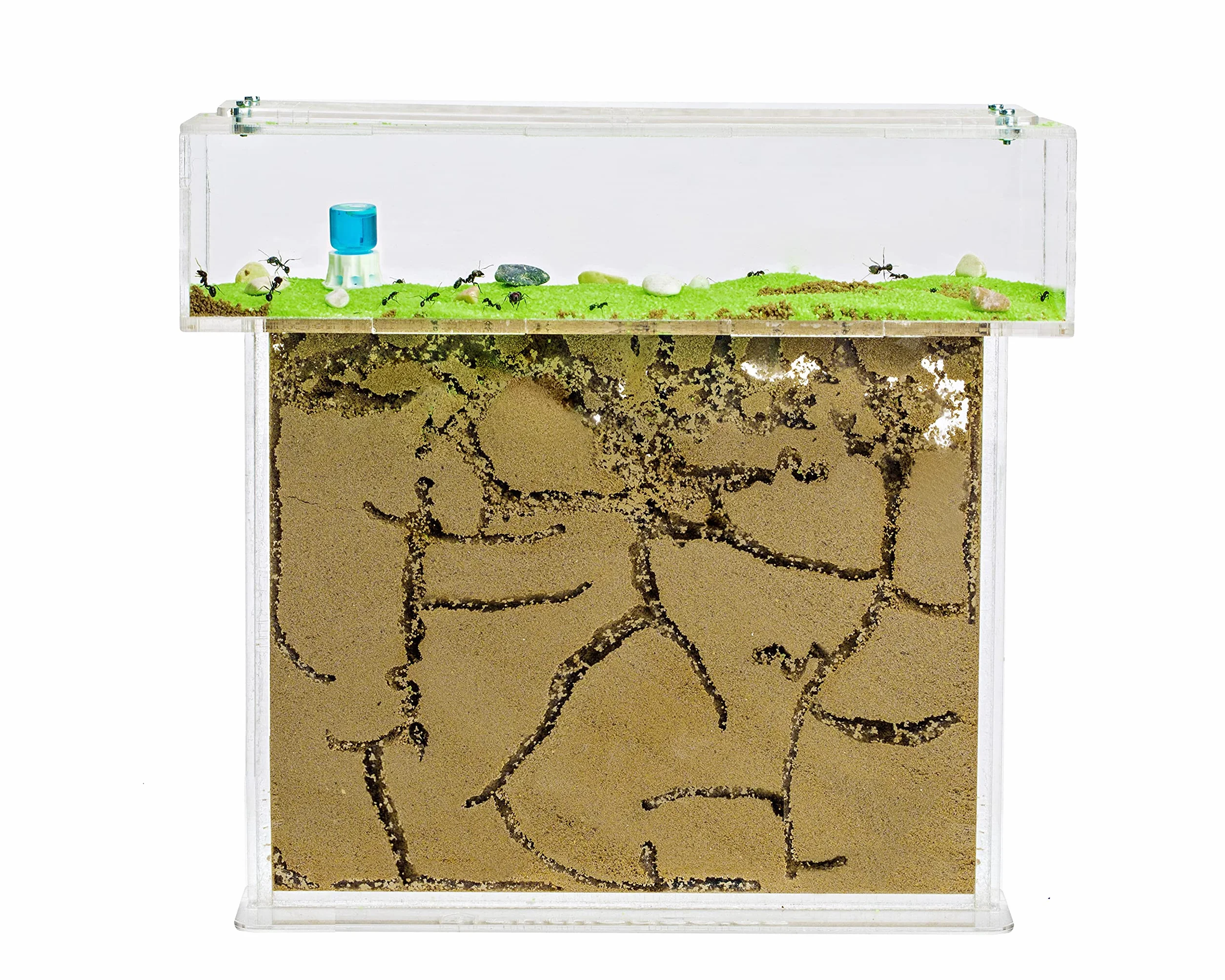 Ant Farm T Big with Free Ants and Queen – Educational Formicarium