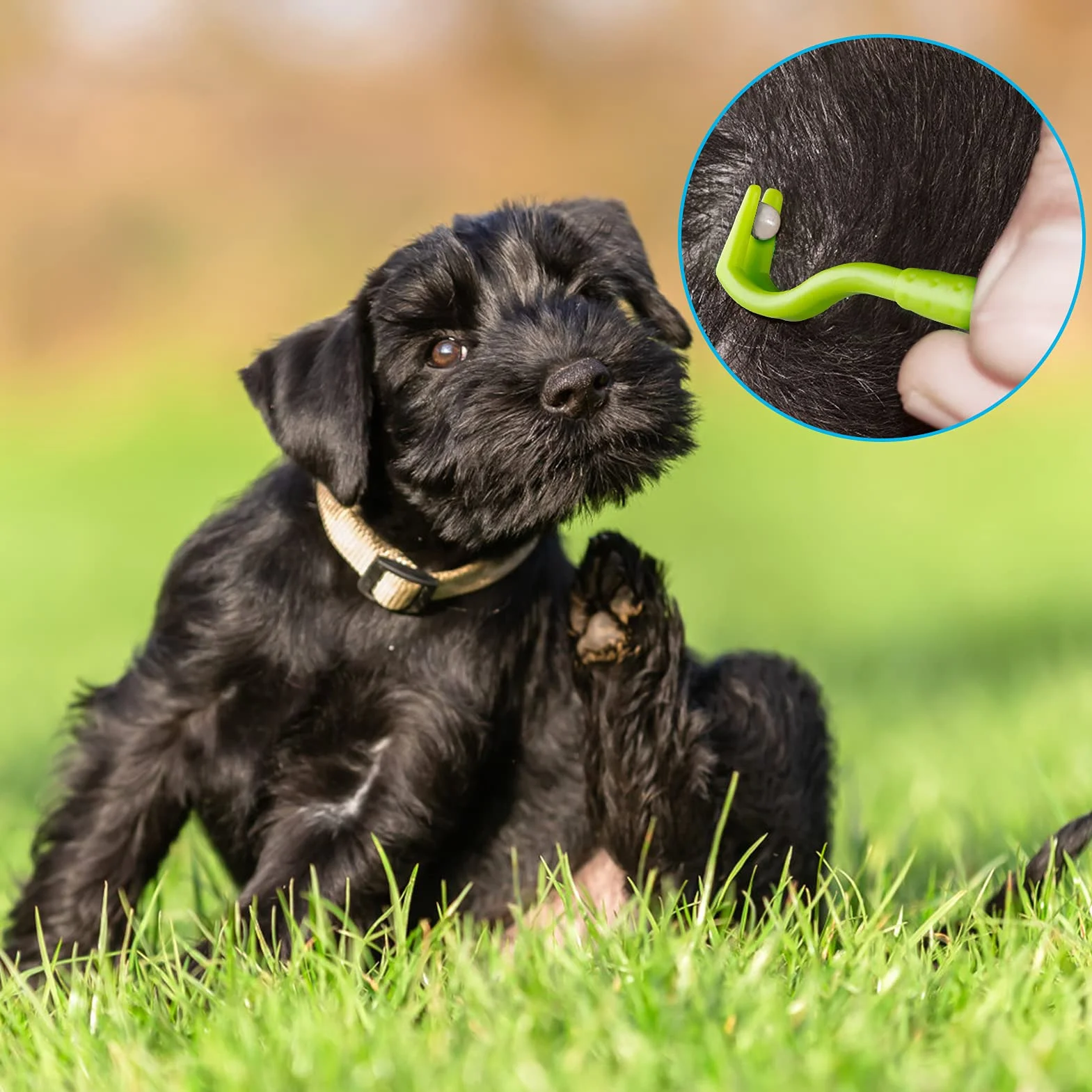 Pince à Tique en Acier Inoxydable, Crochet Tiques avec Boîte de Rangement pour Chiens et Chats