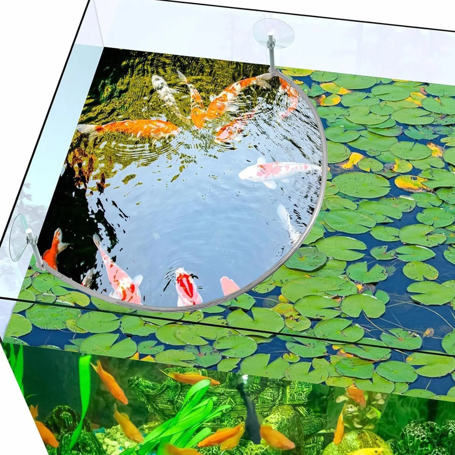 Generisch Anneau d'alimentation pour aquarium, clôture de plantes flottante, accessoires pour séparer les plantes