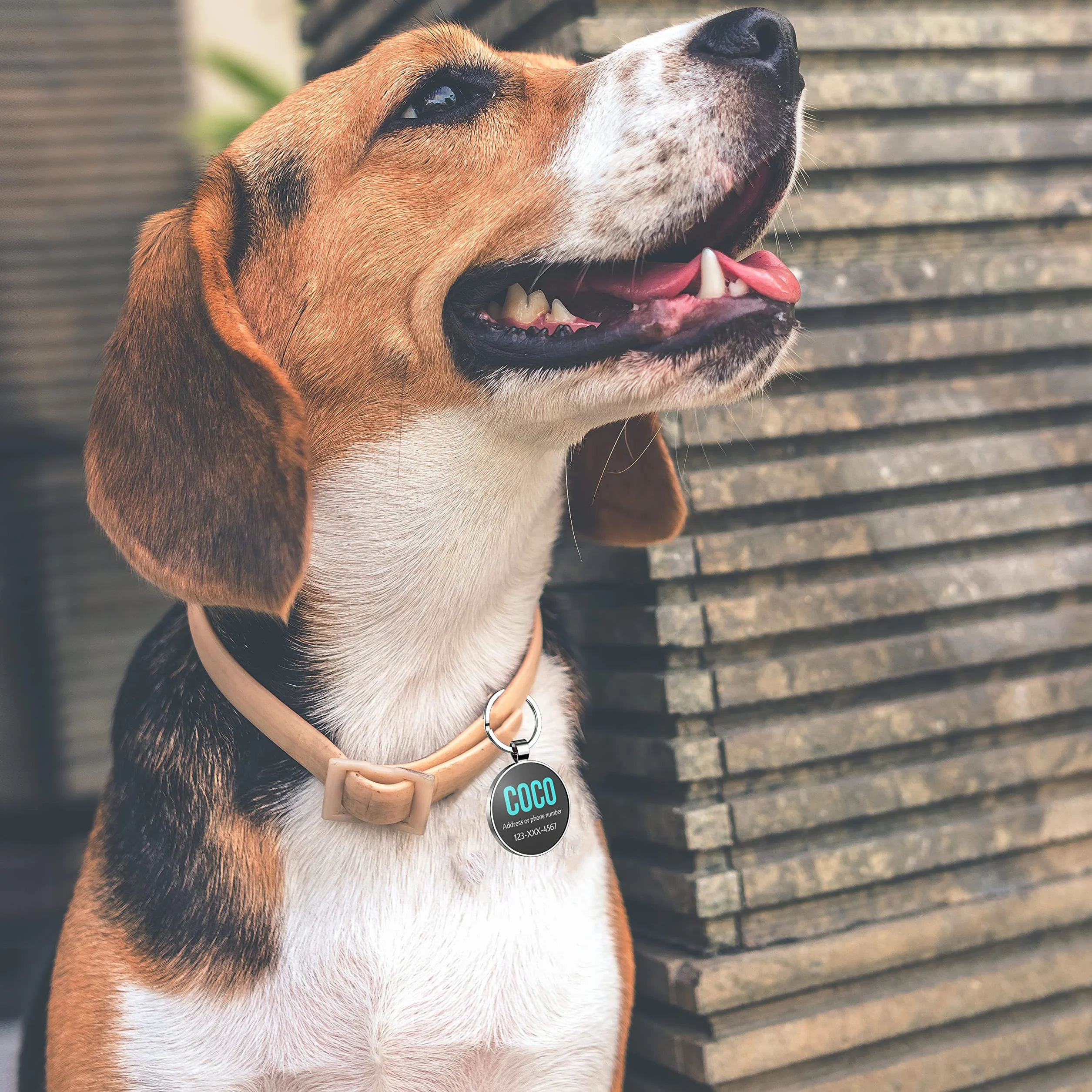 Medaille pour Chien Personnalisé avec Code QR,32mm 2 Faces pour Chat Chien Collier,plus Facile à Lire Que GravéE - En Ligne | Modifiable | Colourful(Tour)