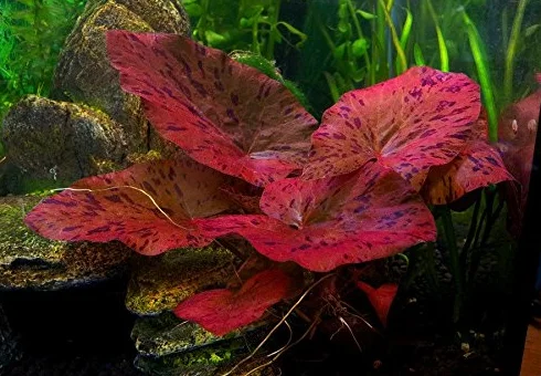 Nymphaea Lotus Zenkeri Tigre Rouge Plante à bulbe vivante pour aquarium tropicale