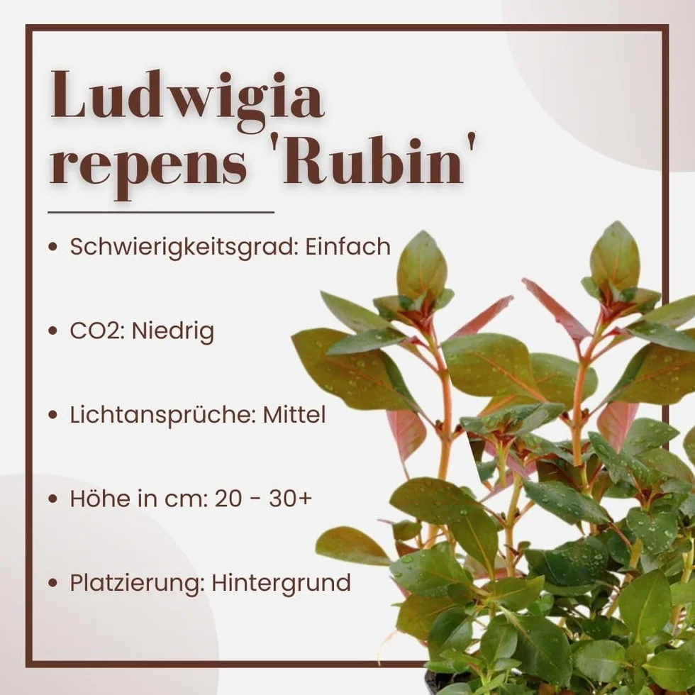 AquaOne Ludwigia repens Rubis Plante d'aquarium tige racinée Facile entretien