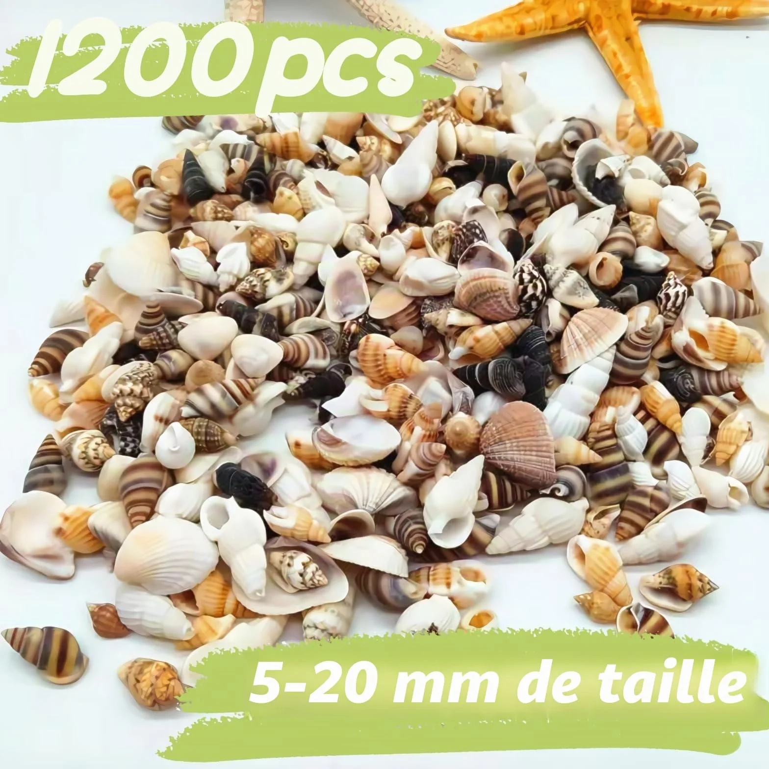 1200 pièces coquillages de mer et 10 étoiles de mer - Mélange coquillages plage spirale pour aquarium vase décoration fête thème plage
