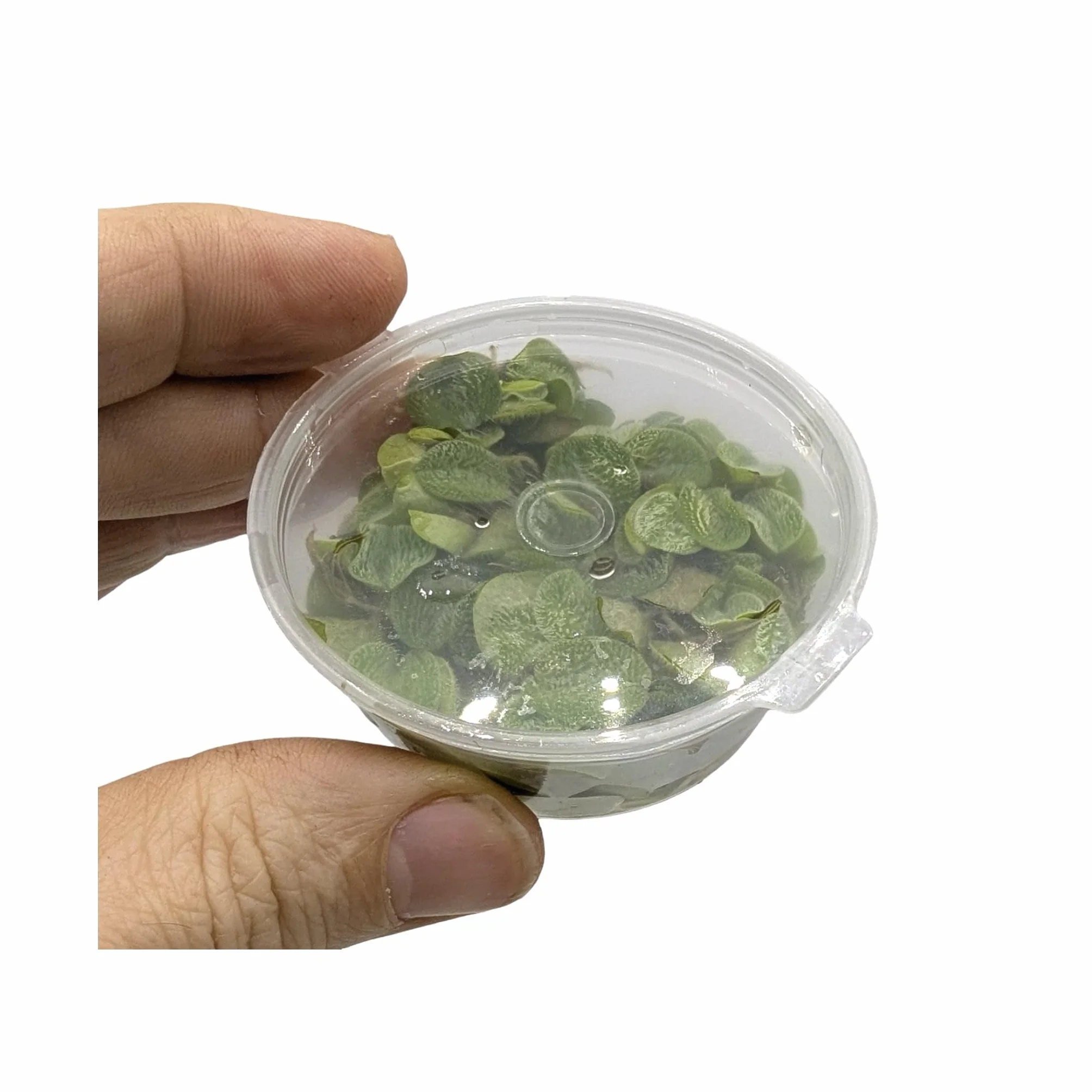 Salvinia auriculata natans 10 Live Plantes flottantes Aquarium