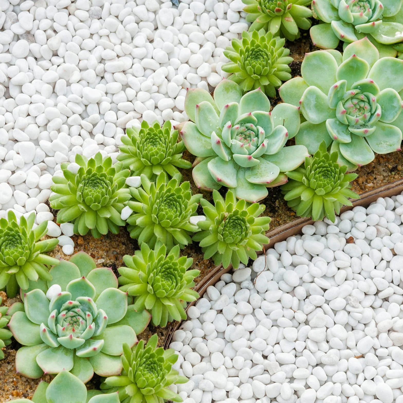 Gravier Galets Pierres Petits Cailloux de Marbre Blanc Naturels Cailloux Décoratifs Blancs pour Aquarium Décorations de Jardin Pots de Fleurs et Plantes Vase, 500g