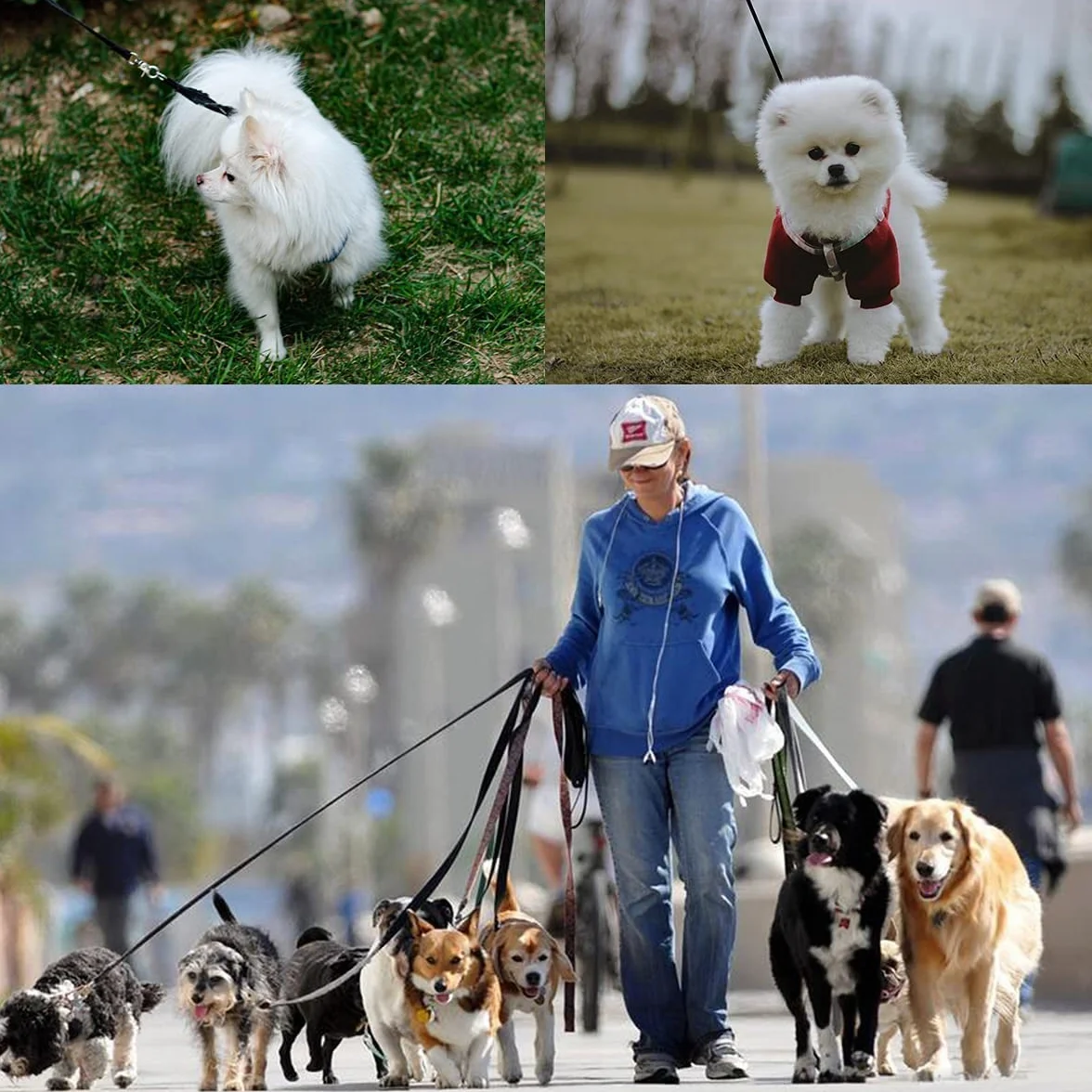 Longe pour Chien 50m Noir Laisse de Dressage Poignée Rembourrée Formation Marche Longue Chiens Petites Grandes Tailles