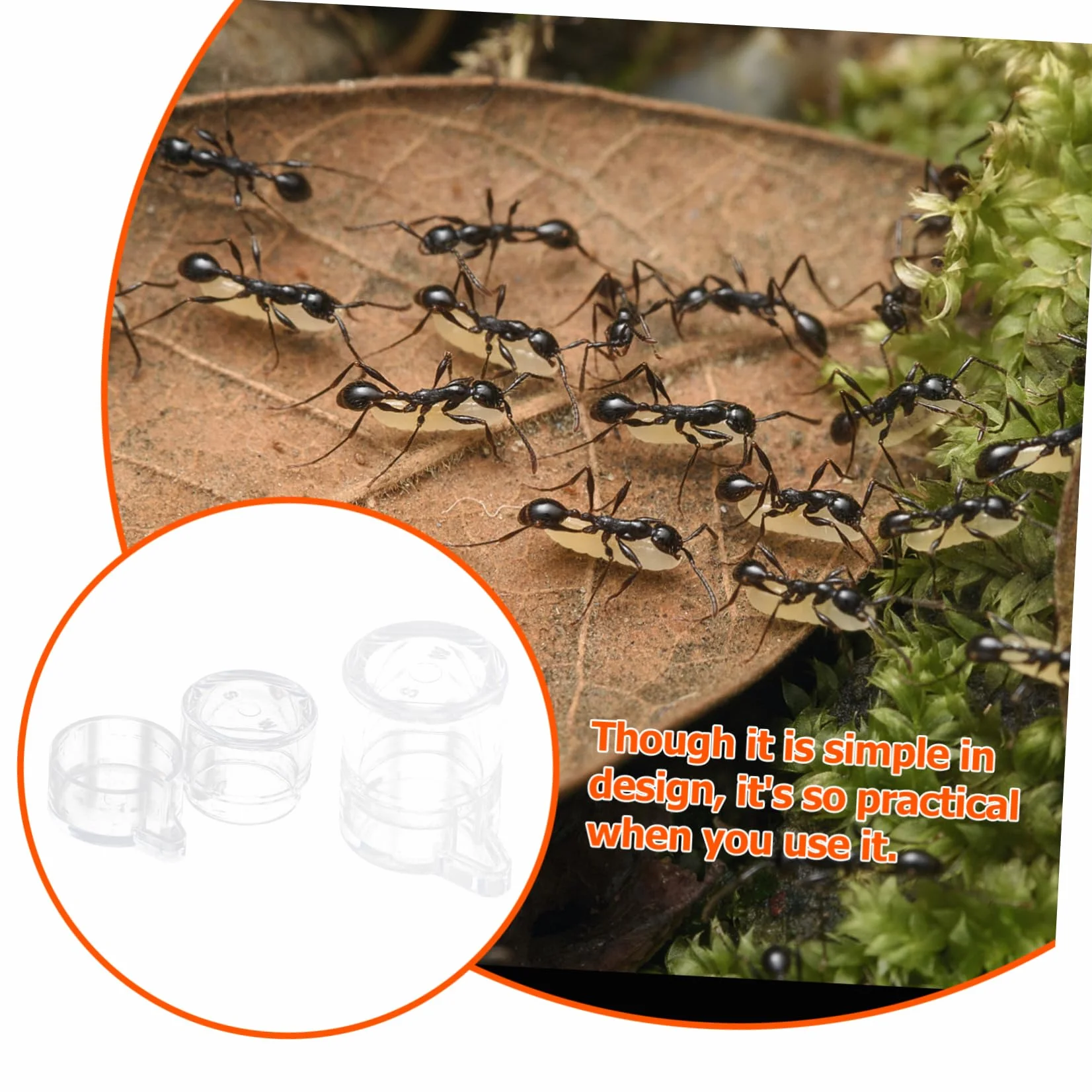 Gamelles à Eau pour Fourmis Acrylique Mangeoires Transparentes avec Port d'Alimentation Séparé