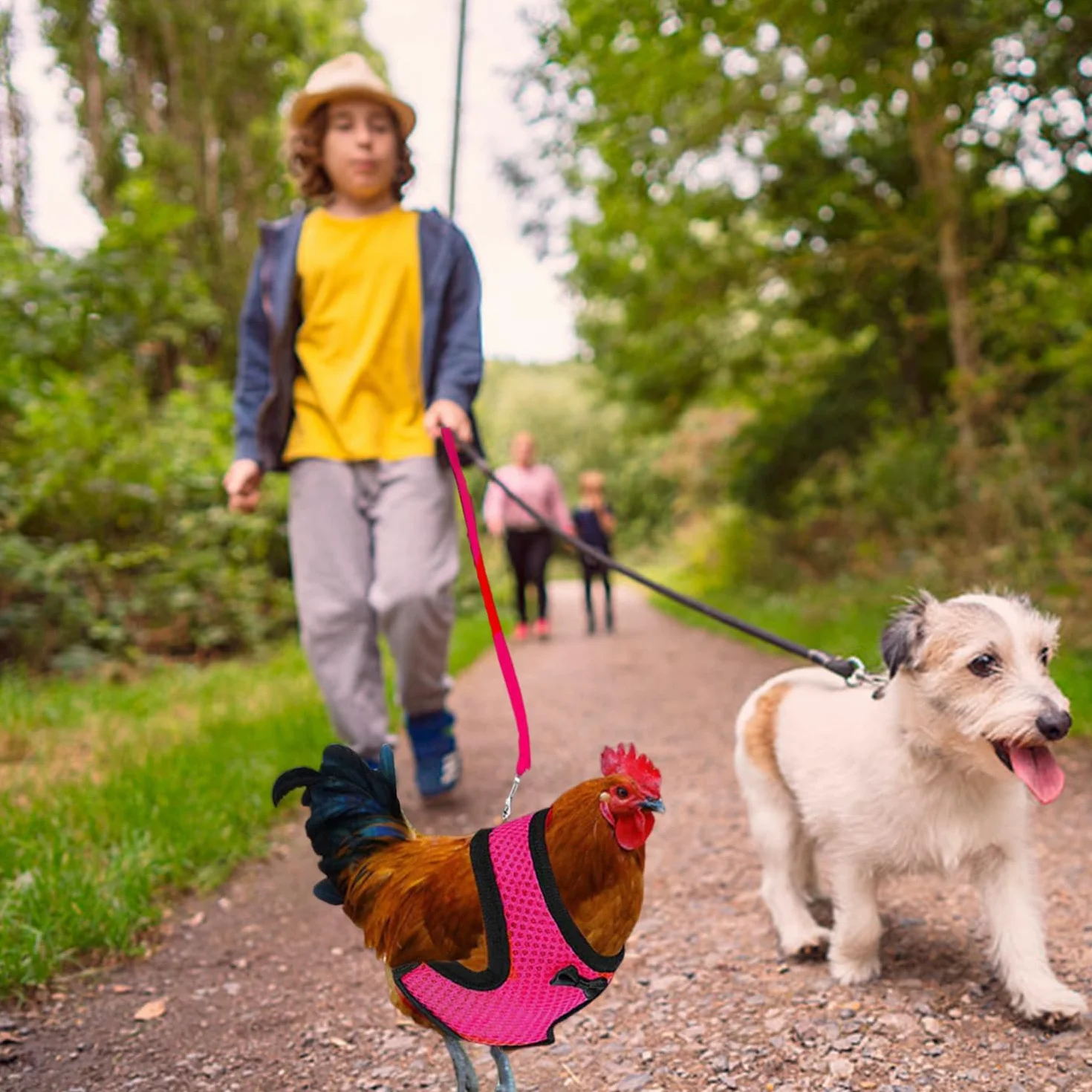 Corde de Traction pour Animaux de Compagnie, 5 Anneaux d'Identification, Réseau Confortable Respirant, Ceinture de Traction Extérieure
