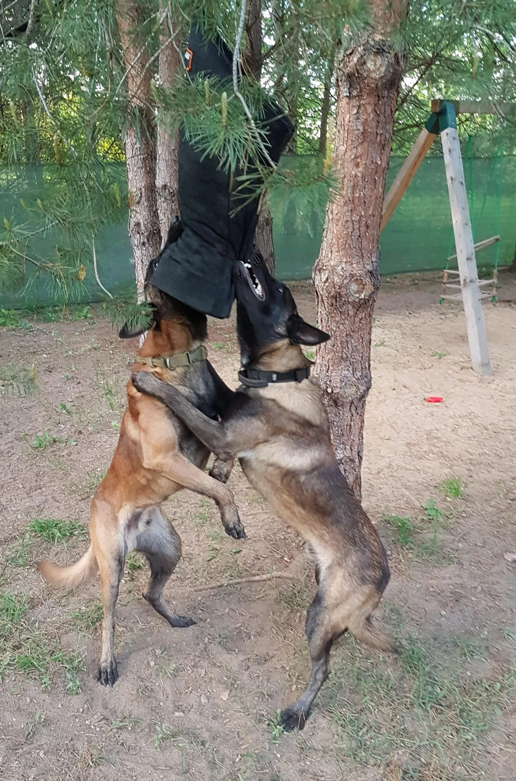 Manchette de Morsure en Nylcot Midi Souple avec Poignée, Protection pour IGP, Sports Canins, Noir Niveau 3