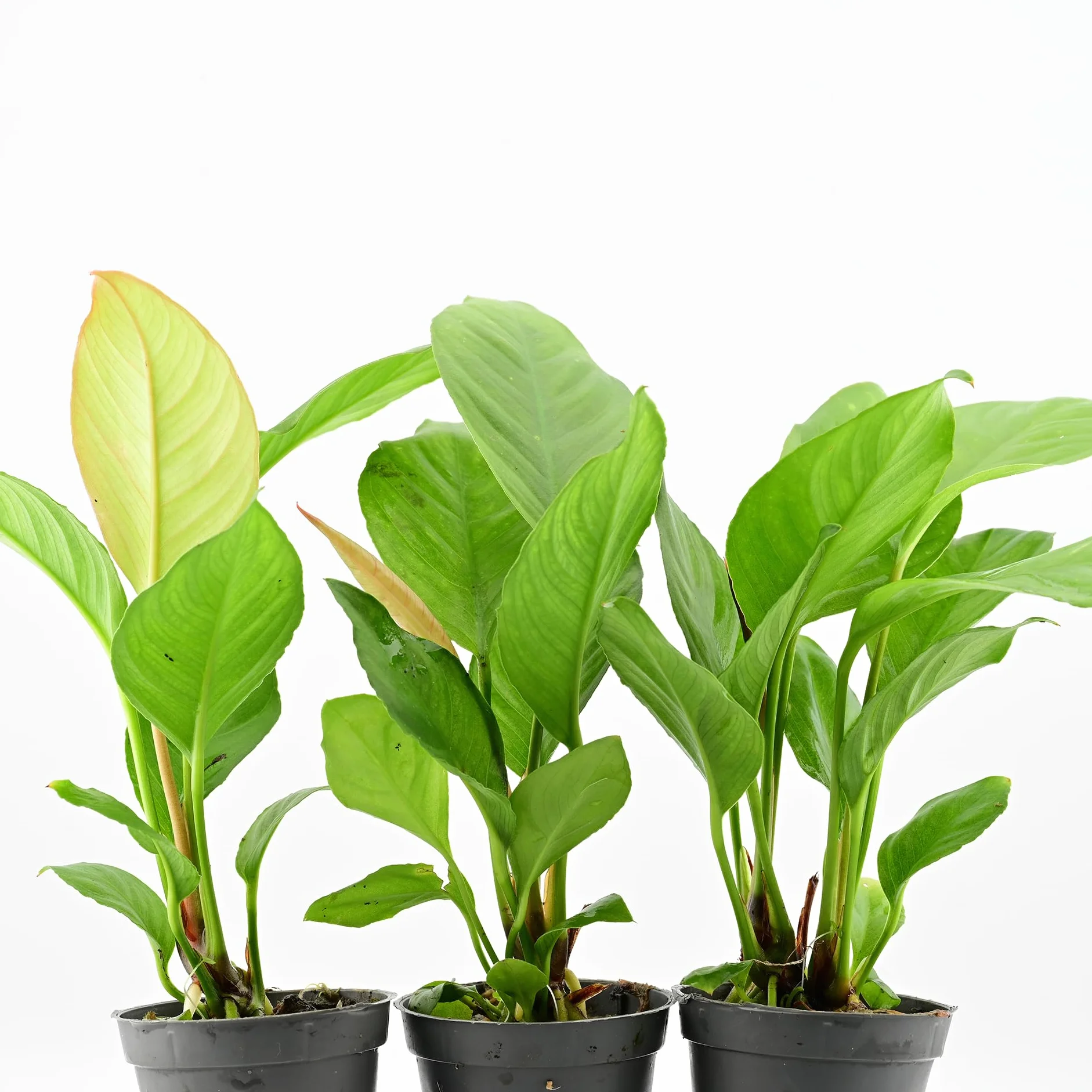 Anubias Heterophylla Set de 3 Plantes d'Aquarium Vivante Eau Douce