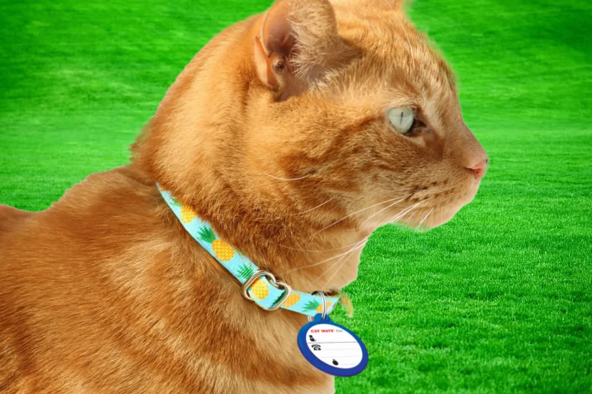 Cat Mate Pet Mate - identification électronique Disco