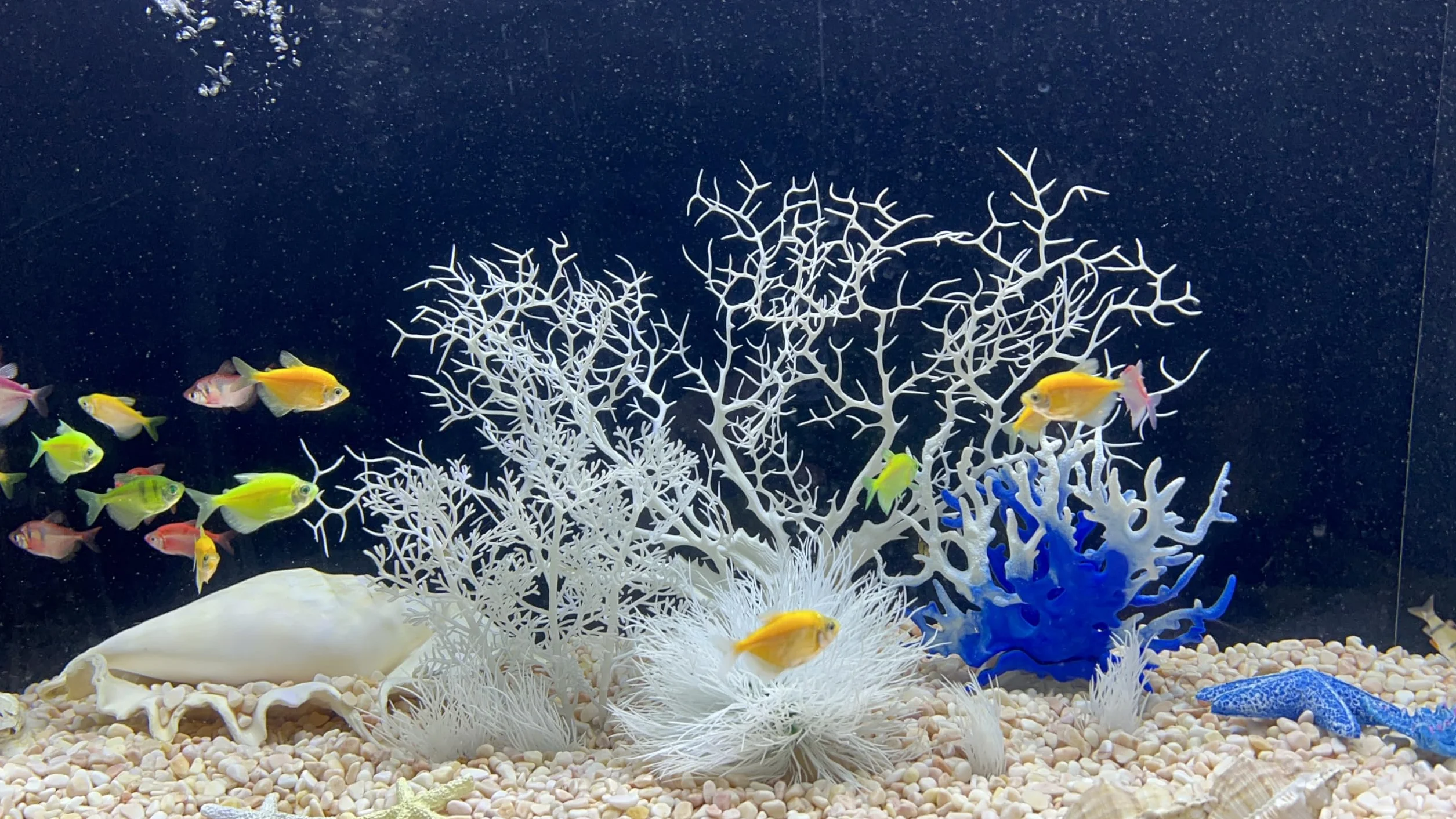 Coraux artificiels blancs pour aquarium - Lot de 8