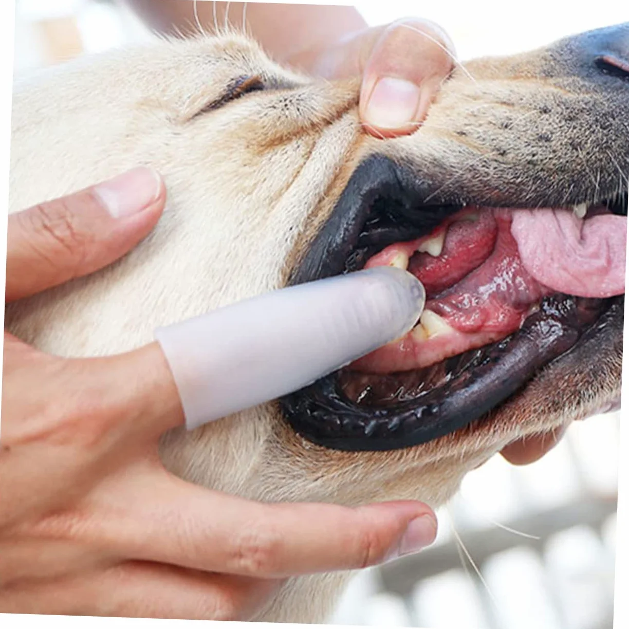 BESPORTBLE 3 Pièces chien nettoyage brosse à dents brosse à dents pour animaux de compagnie soins bucco-dentaires pour chiots brossette animal de compagnie brosse à doigts pour chien