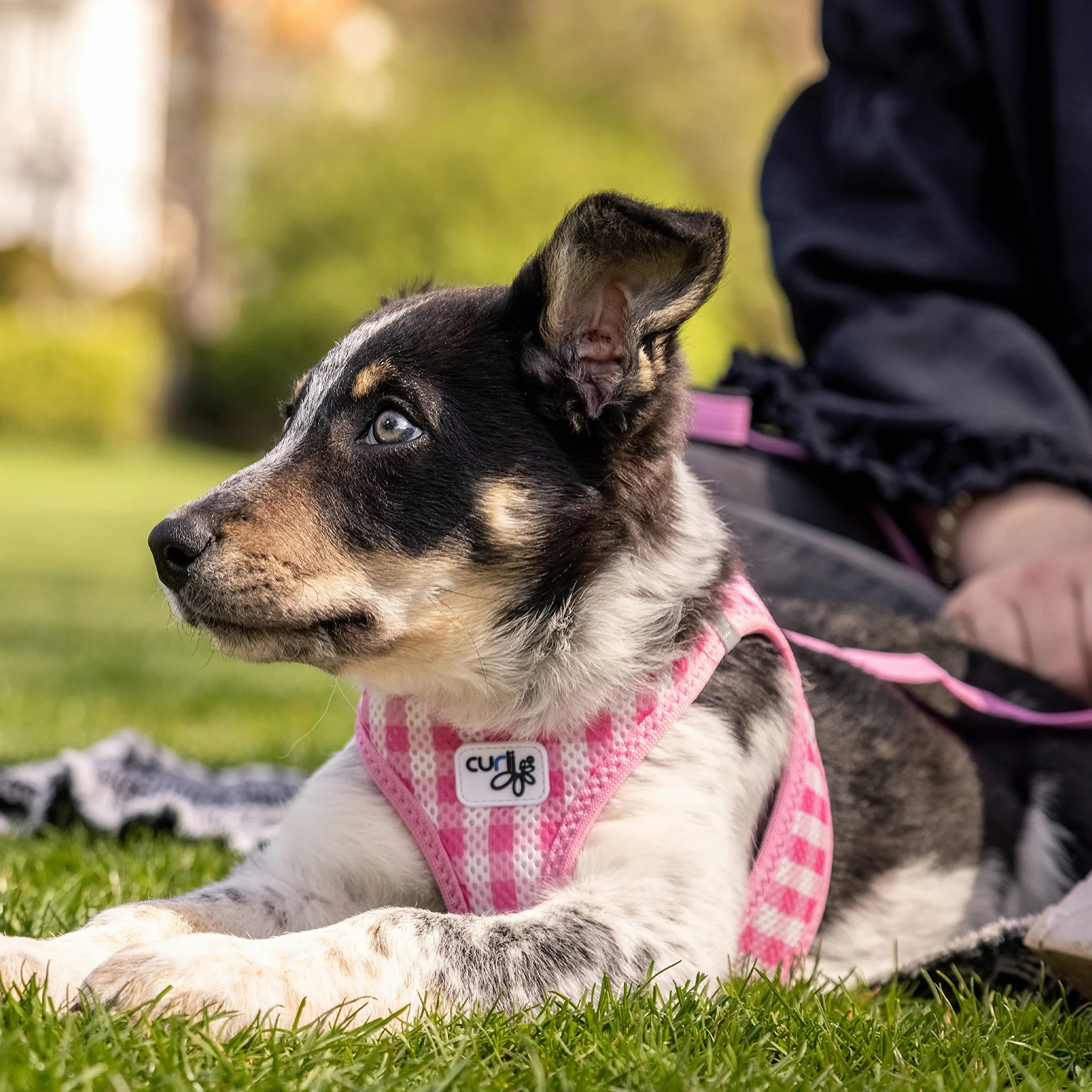 curli Dog Supply