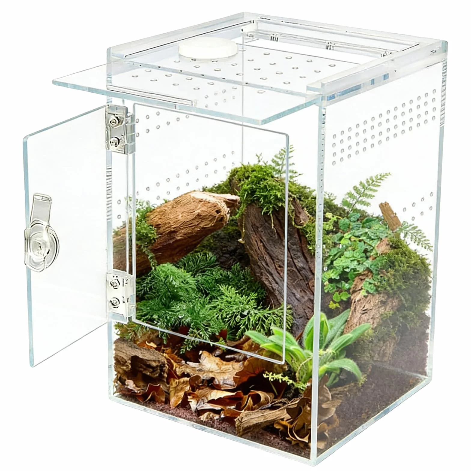 Enclos D'Araignée Sautante 15 x 15 x 23 Cm