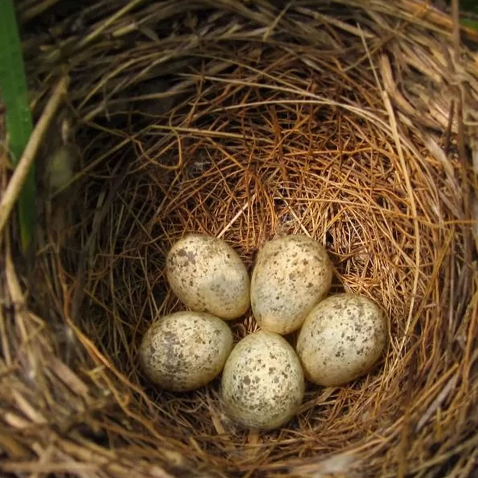 Nid en Coco 250g/500g Matériel Nidification pour Oiseaux - Cage à Oiseaux