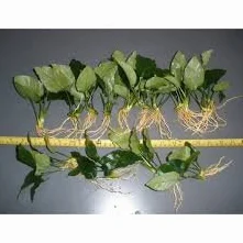 Anubias Mix Water Plants 3 Types Fish Tank