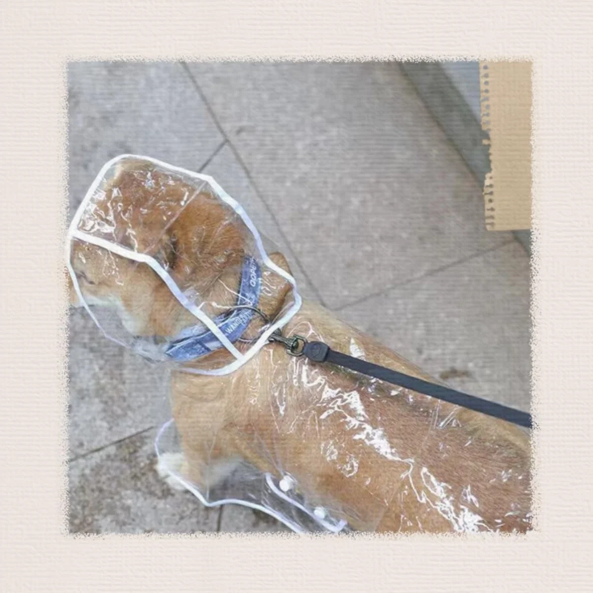 Poncho de Pluie en PVC Transparent Imperméable pour Chien, Taille 52 cm