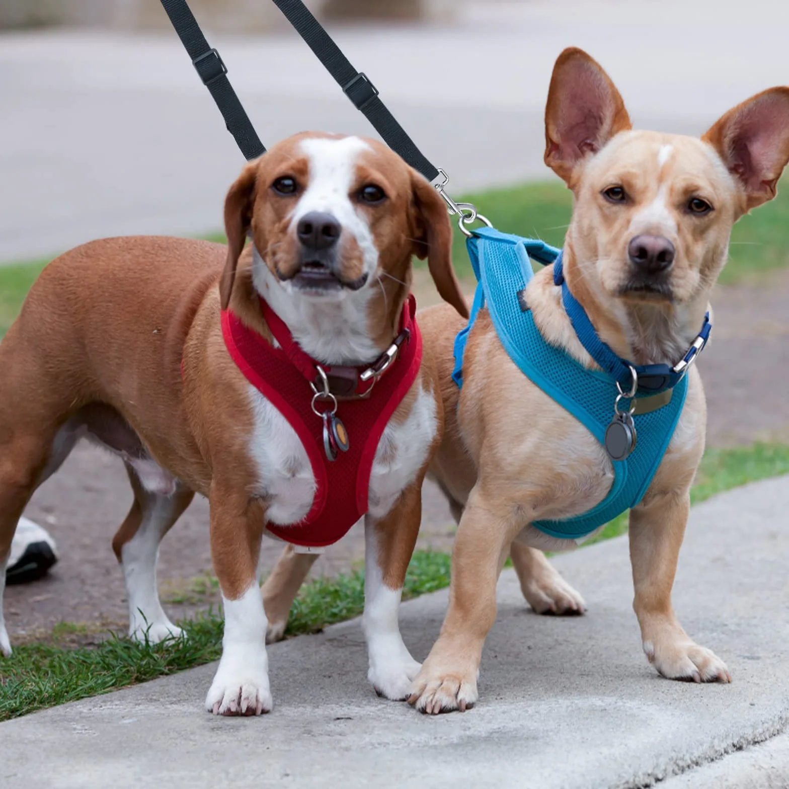 Double Laisse pour Chien Réglable, Séparateur pour Deux Chiens