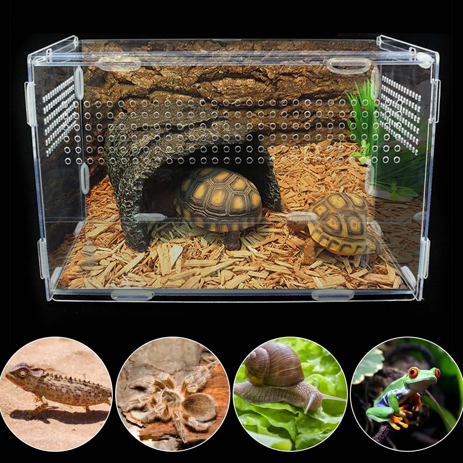 Boîte d'alimentation pour reptiles en acrylique 20x12x12 cm Mini terrarium transparent Avec tweezer en acier inoxydable