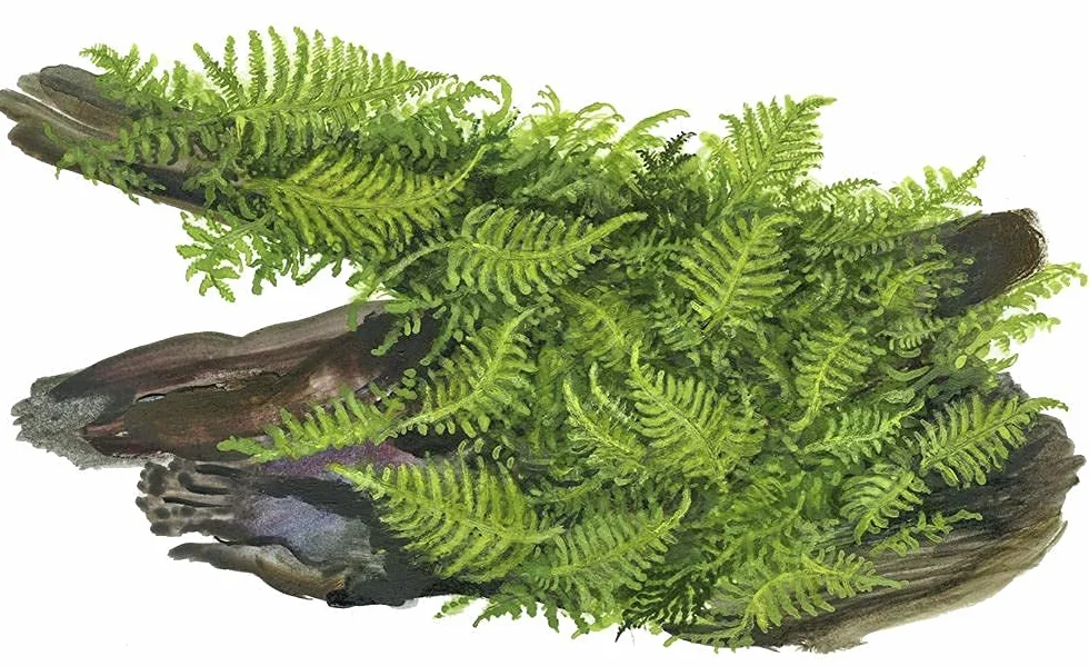Vesicularia montagnei Christmas Plante d'aquarium sur racine Rhizome