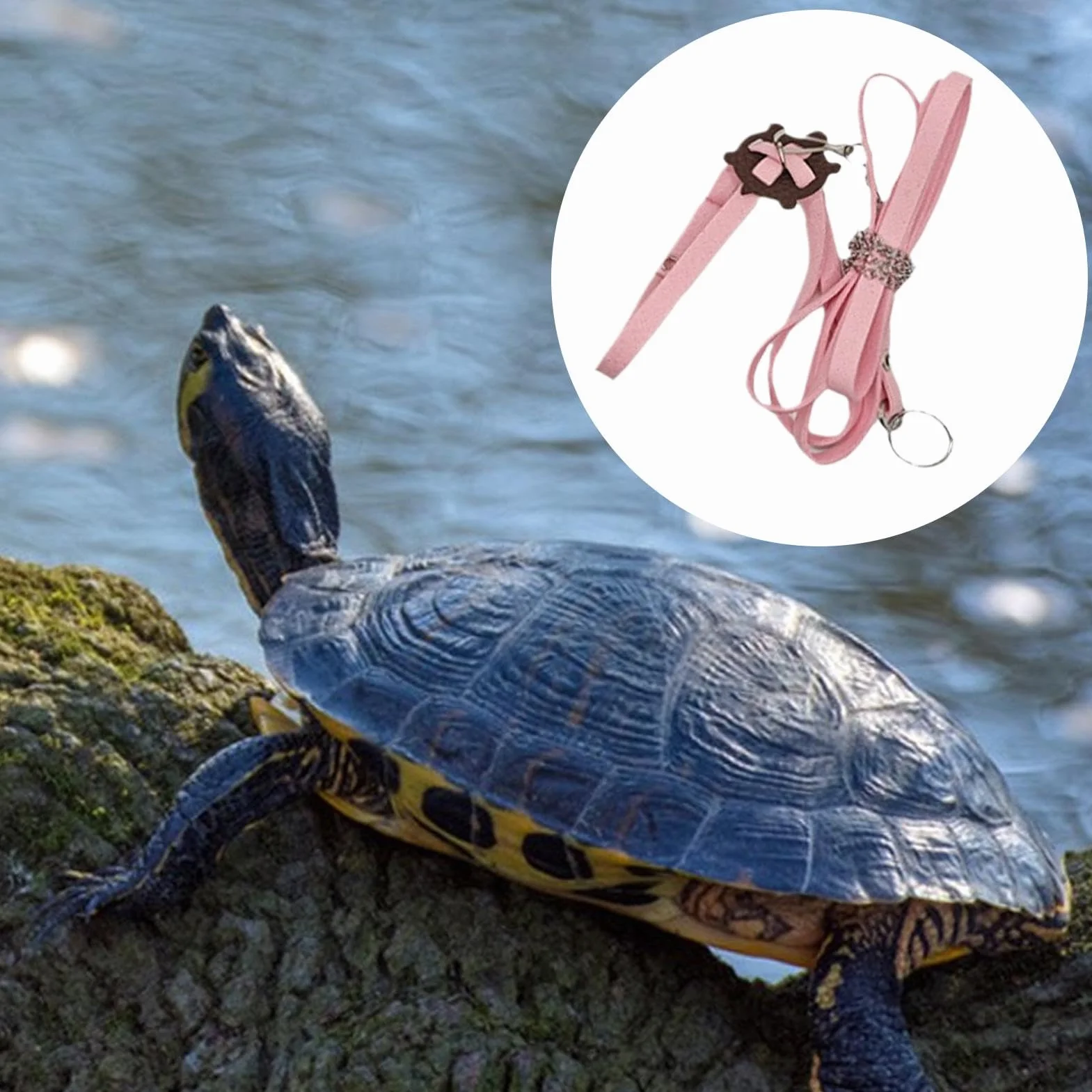 Laisses de Coffre de Tortue, Harnais d'extérieur en Cuir PU - Collier de Poitrine Souple