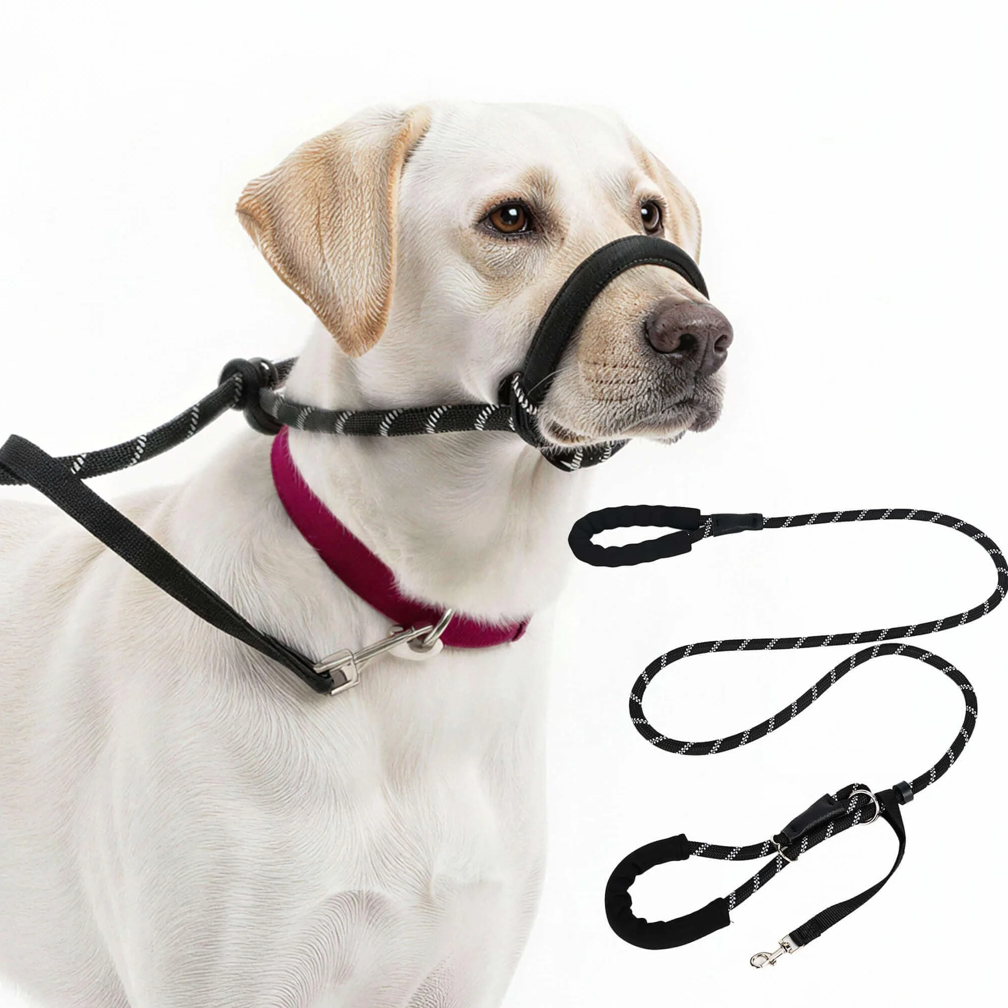 SOLDAY Laisse Anti Traction Chien 2m Lasso Multiposition Réfléchissante Noir