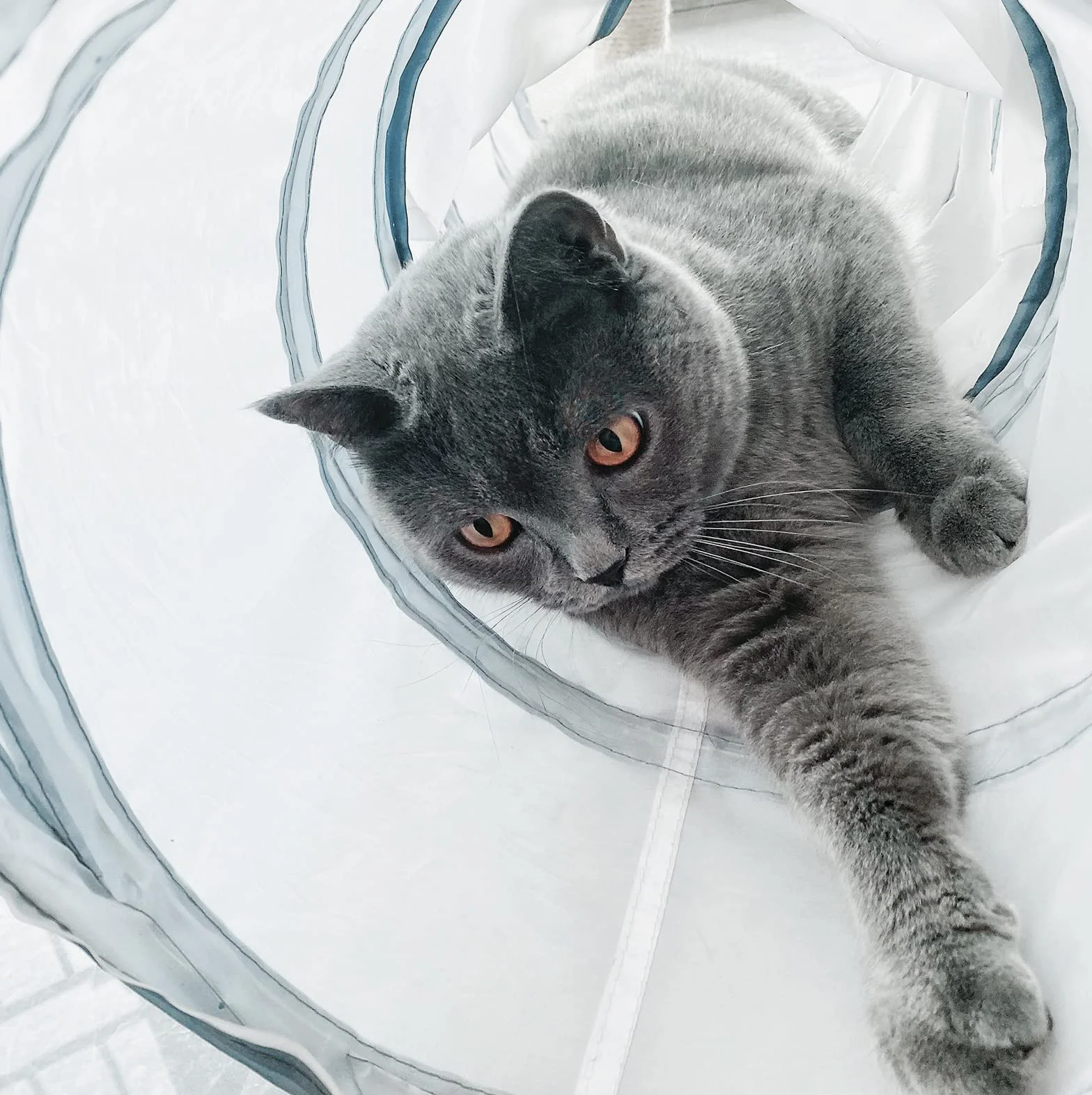 Tunnel de Jeu pour Chat et Chaton - Tunnel Pliable 3 Canaux pour Chat, Chiot, Lapin