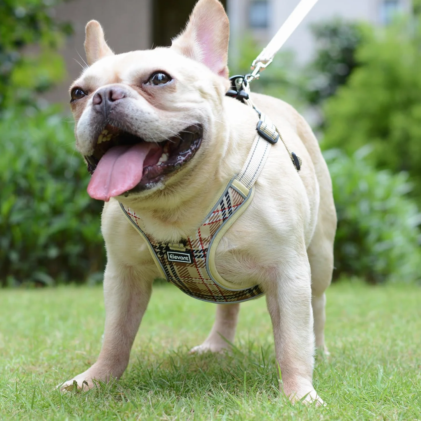 Harnais Chien Anti Traction Réglable Réfléchissant Respirant Confort Doux Gilet Rembourré Petite Moyenne Grande Chien XS Beige Marron