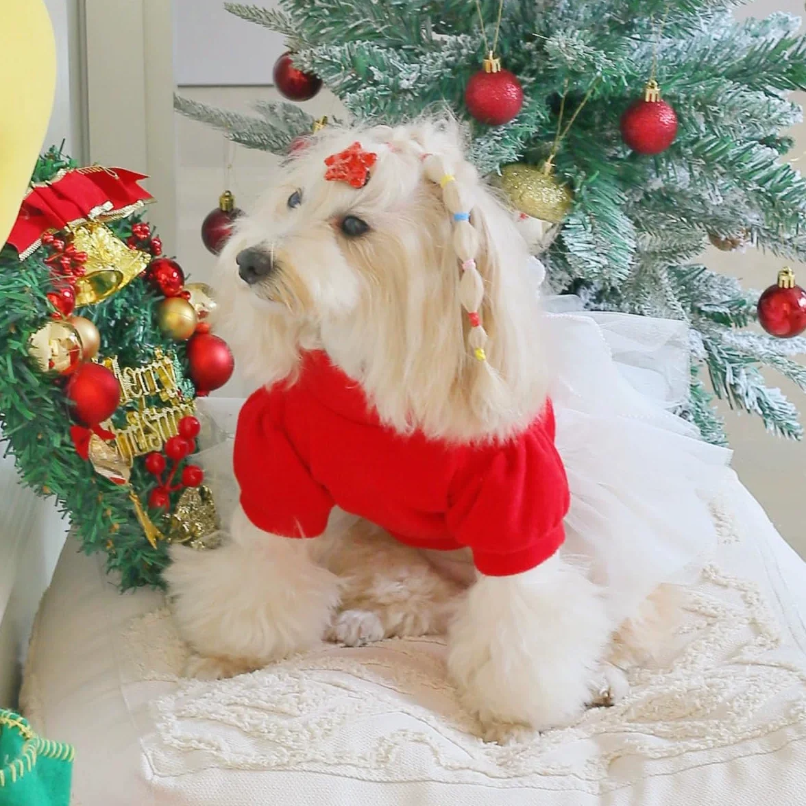 Robe de Noël pour Animal de Compagnie Motif Tulle Rouge et Blanc avec Nœud Tenue de Vacances pour Petits Chiens et Chats XL (5-7.3kg)