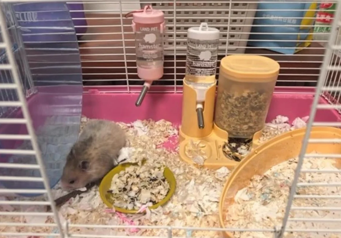 Gourde étanche pour hamster avec distributeur automatique de nourriture, transparent, buse en acier inoxydable, jaune