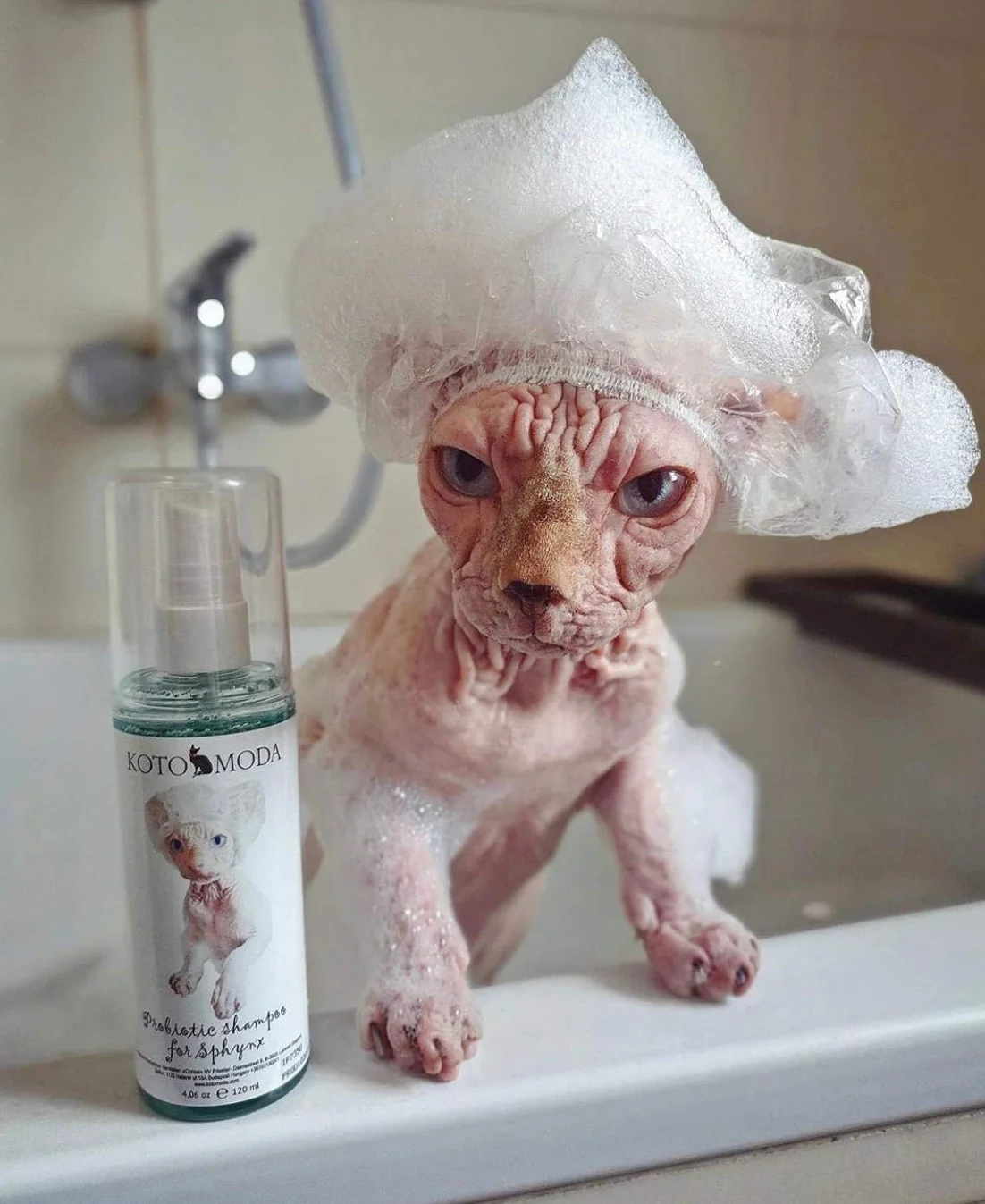 Shampooing Probiotique pour Chats Sphynx 120 ml Nettoyant Doux pH équilibré Peaux Sensibles