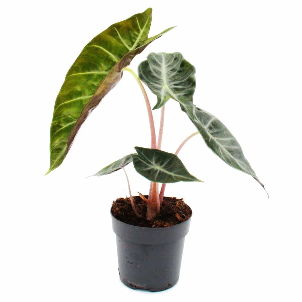 exotenherz Alocasia Baginda Pink Dragon - Racine tropicale - Alocasie - Feuille de flèche - Pot de 11 cm