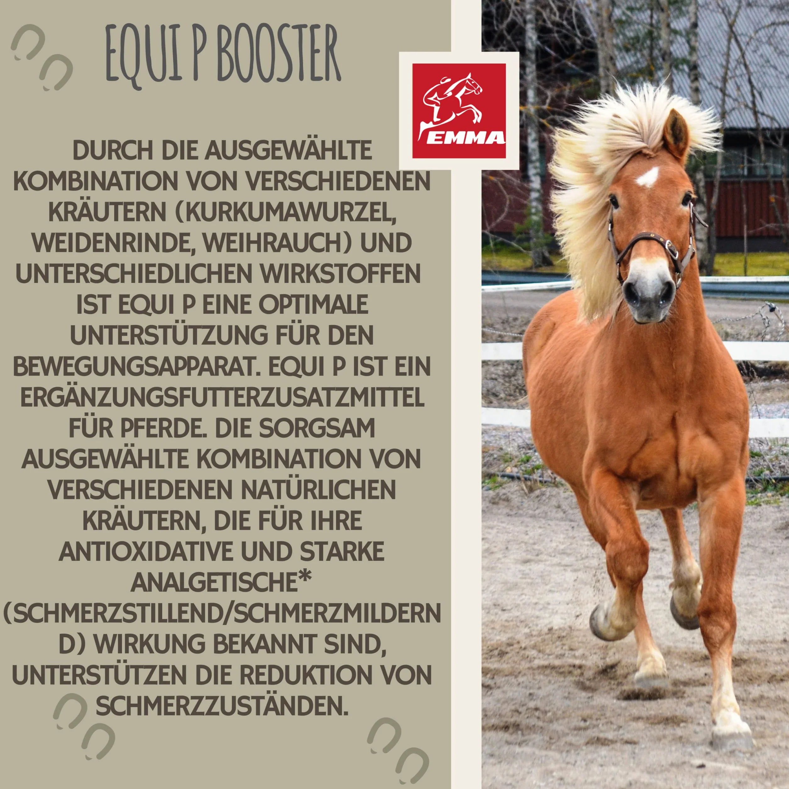 MSM Cheval Pâte vitaminée Plus glucosamine chondroïtine Haute Dose Vitamine C levure de bière Appareil locomoteur articulations 3pc